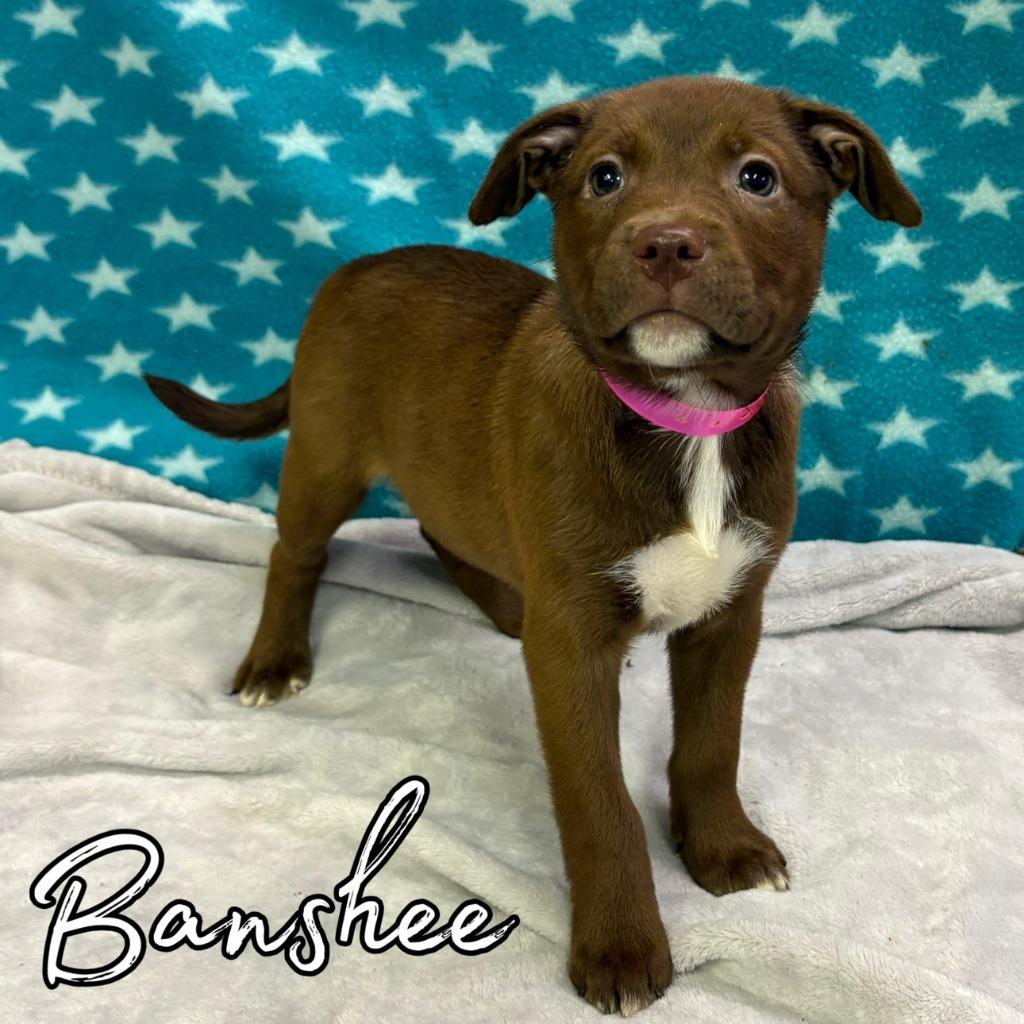 Banshee, Adoptable, Puppy Female Retriever & Mixed Breed.