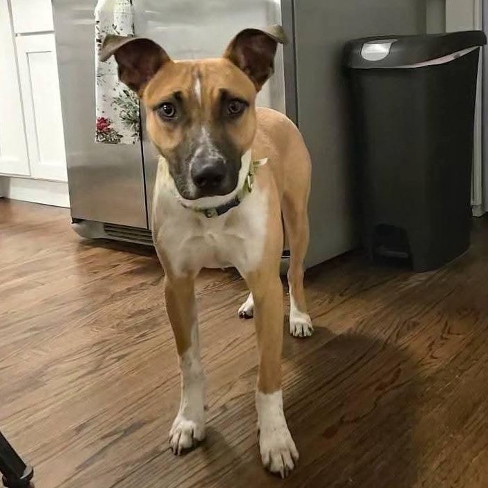 Jack, adopted, Young Male Labrador Retriever & Terrier.