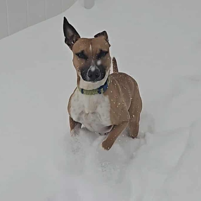 Enlarge Jack, an adopted mixed breed in West Haven, CT image 2/3