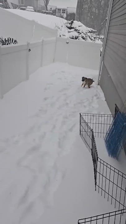 Enlarge Jack, an adopted mixed breed in West Haven, CT video 3/3