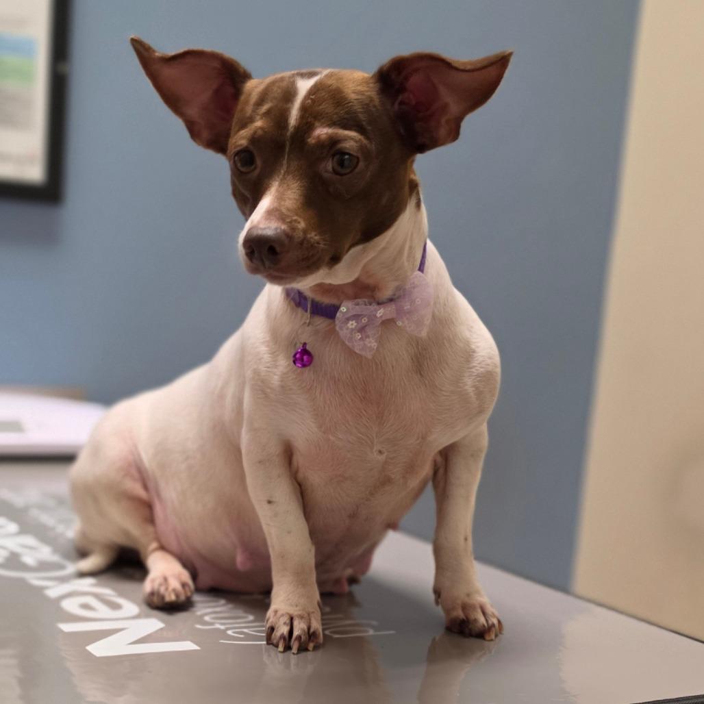 Fiona, Adoptable, Adult Female Chihuahua & Rat Terrier.