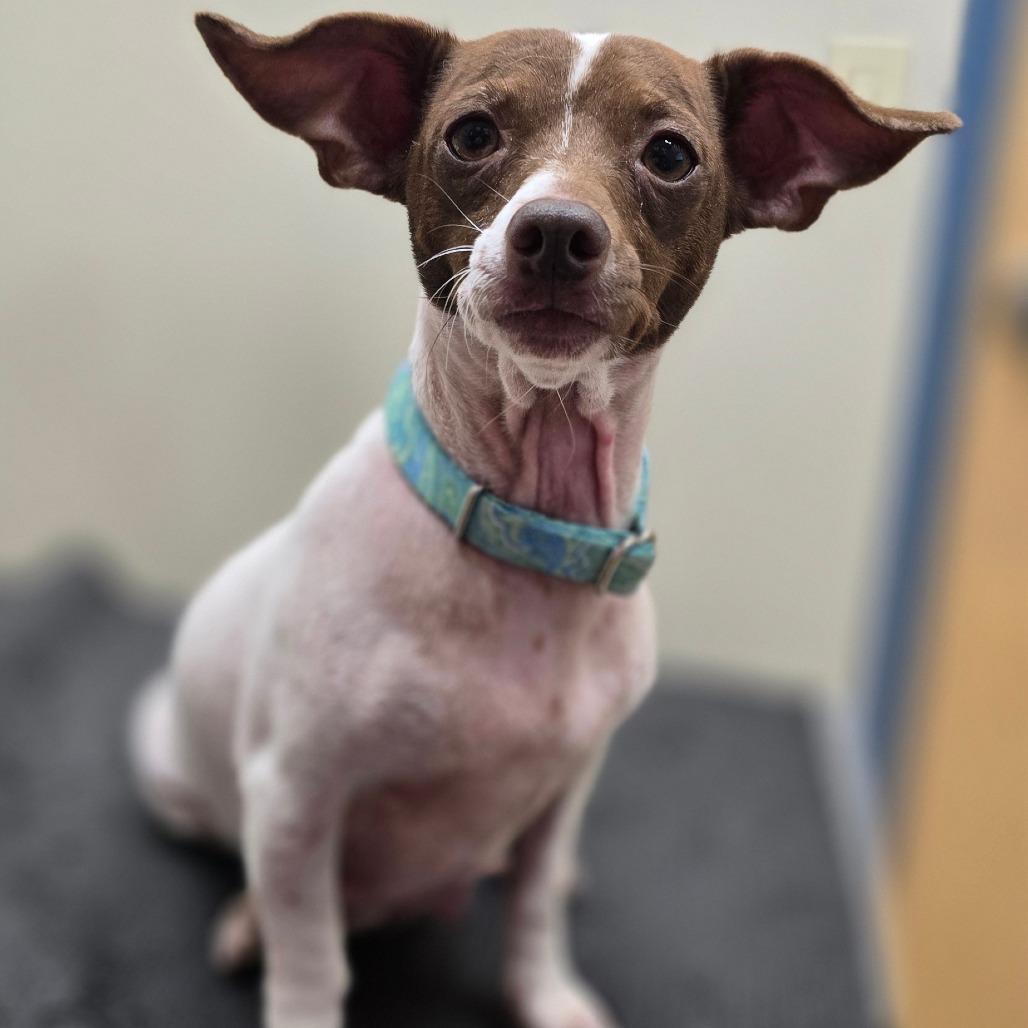 Enlarge Fiona, a Adoptable mixed breed in Kissimmee, FL image 2/4