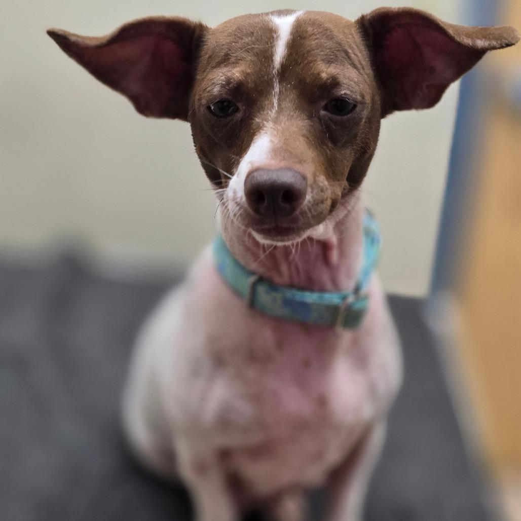 Enlarge Fiona, a Adoptable mixed breed in Kissimmee, FL image 3/4