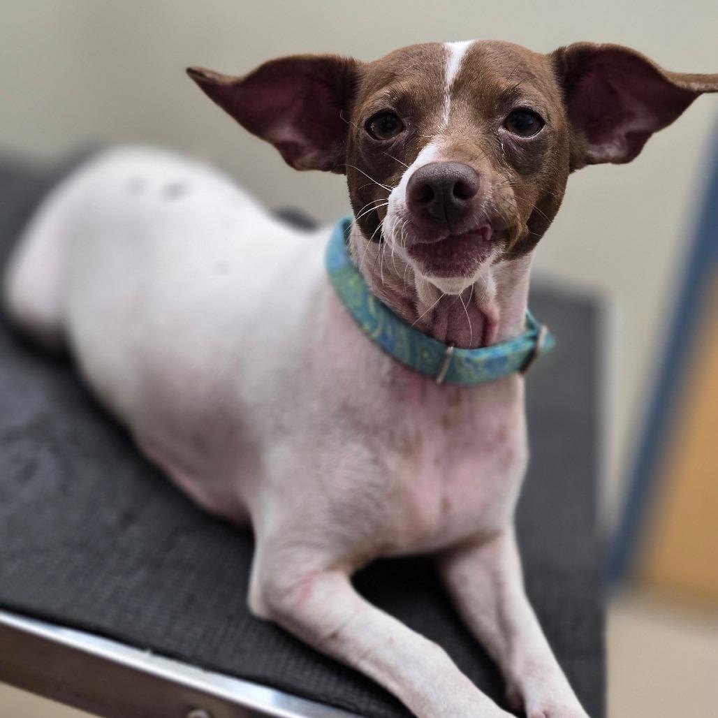Enlarge Fiona, a Adoptable mixed breed in Kissimmee, FL image 4/4