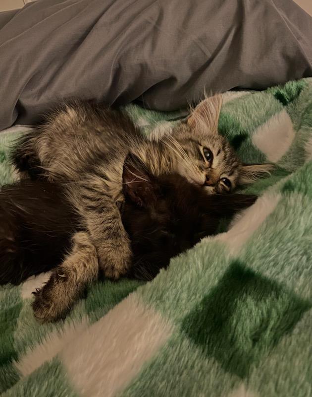 Enlarge Inky, a Adoptable Domestic Medium Hair in Columbia, MO image 2/4