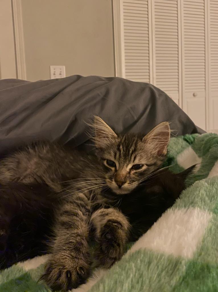 Enlarge Inky, a Adoptable Domestic Medium Hair in Columbia, MO image 3/4