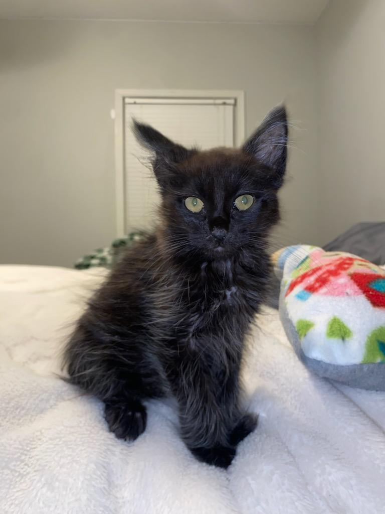 Inky, Adoptable, Kitten Male Domestic Medium Hair.