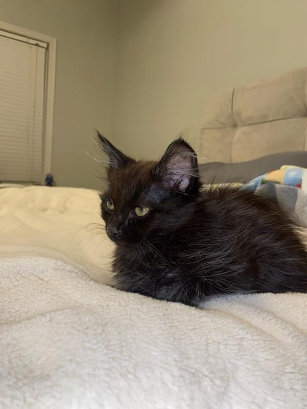 Enlarge Inky, a Adoptable Domestic Medium Hair in Columbia, MO image 4/4