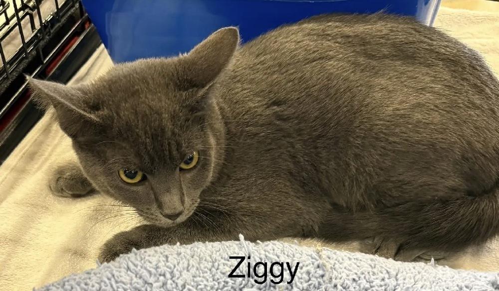 Ziggy, Adoptable, Young Male Domestic Short Hair.