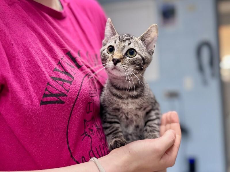 Billie, Adoptable, Young Male Domestic Short Hair.