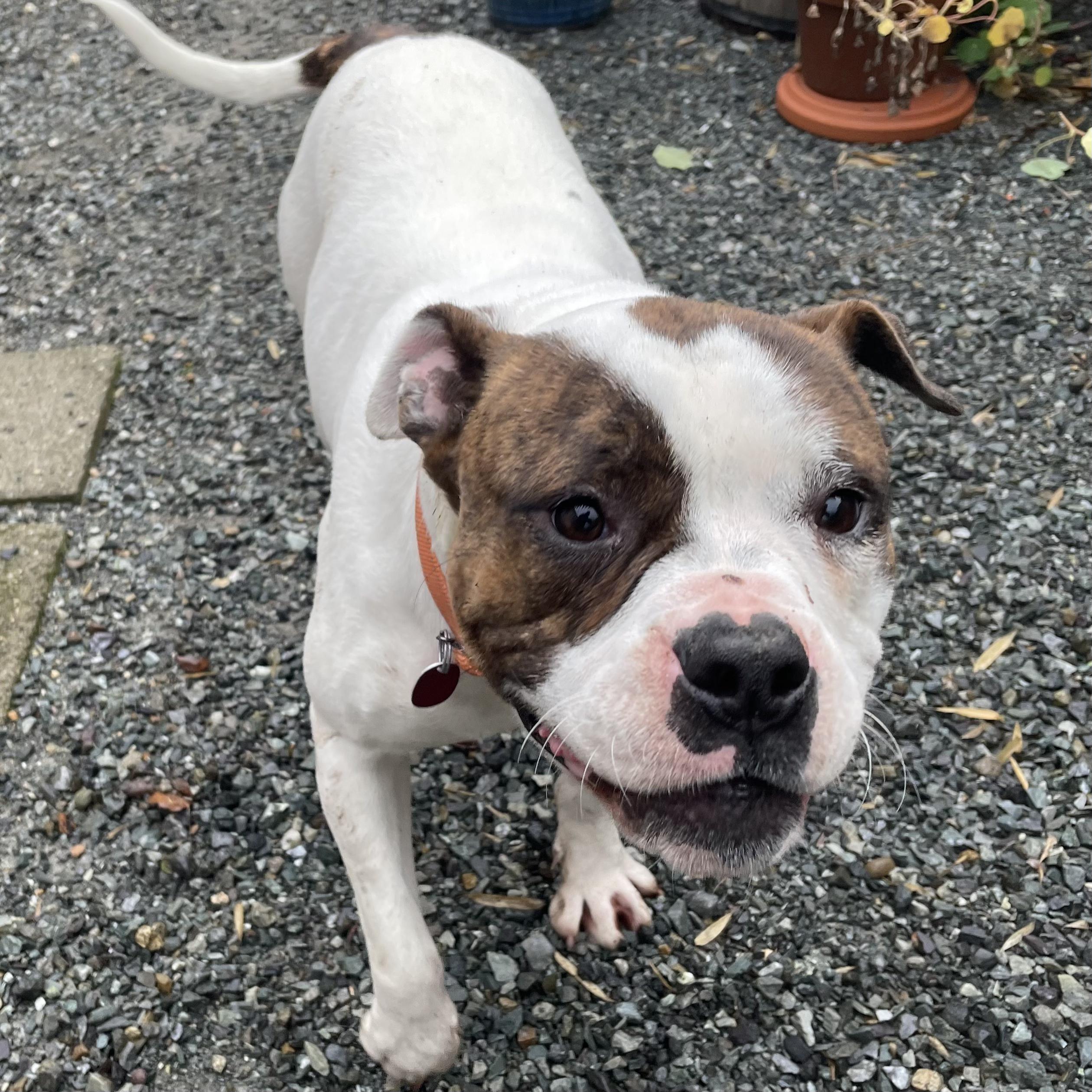 Sweet Pea - a shyer sweet, submissive girl!