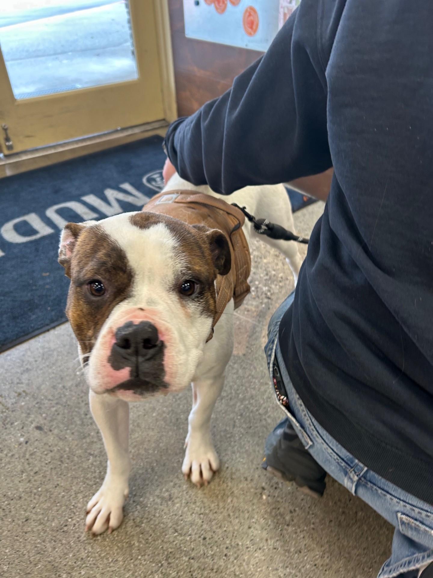 Sweet Pea - a shyer sweet, submissive girl!