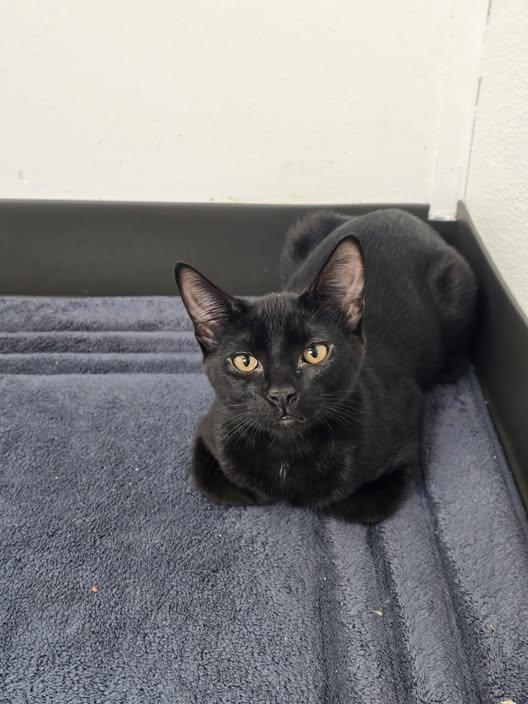 Enlarge Arlo, a Adoptable Domestic Short Hair in Prineville, OR image 1/1