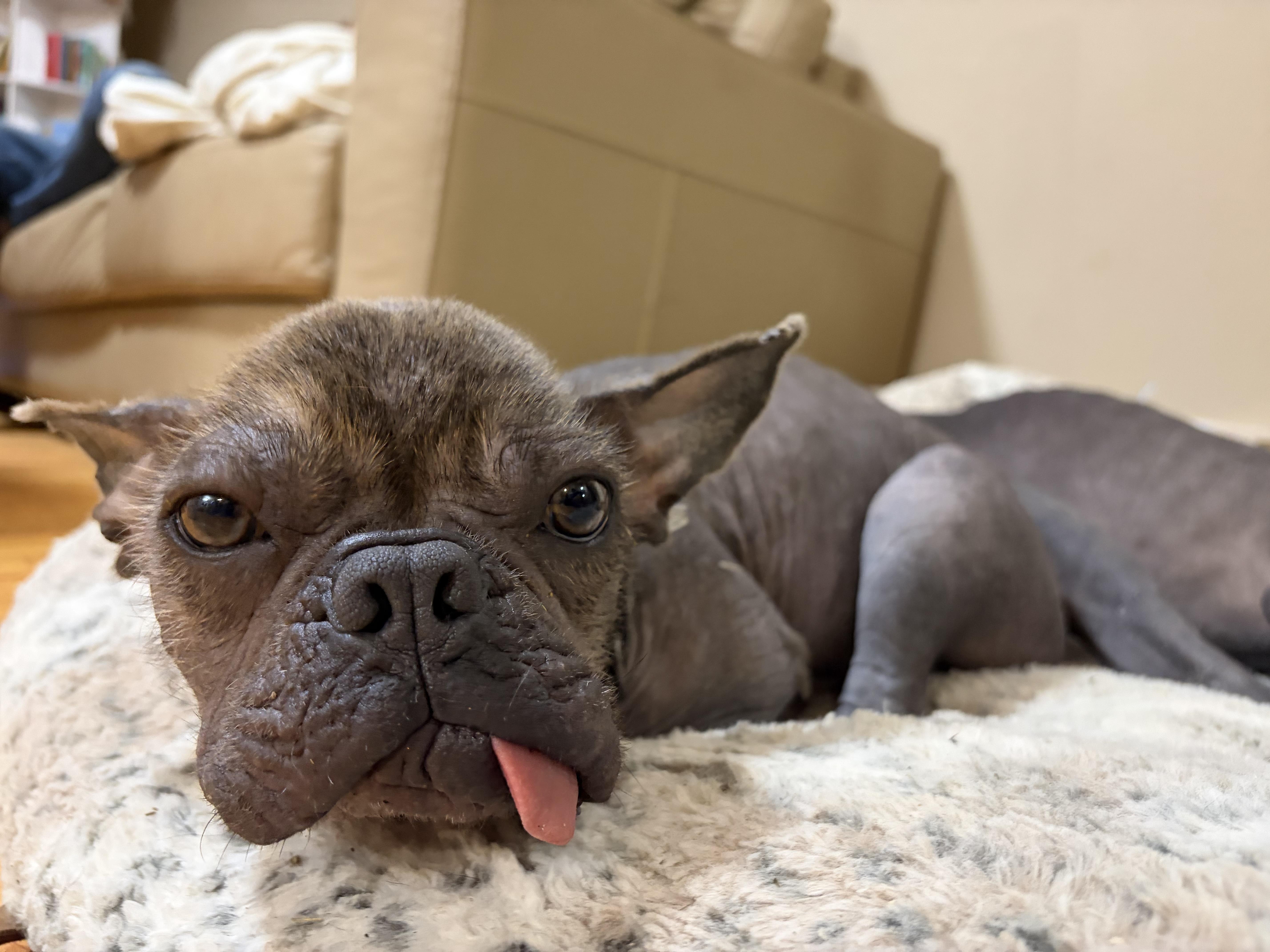 Uno, a ADOPTABLE mixed breed in Corona, CA image 4/4