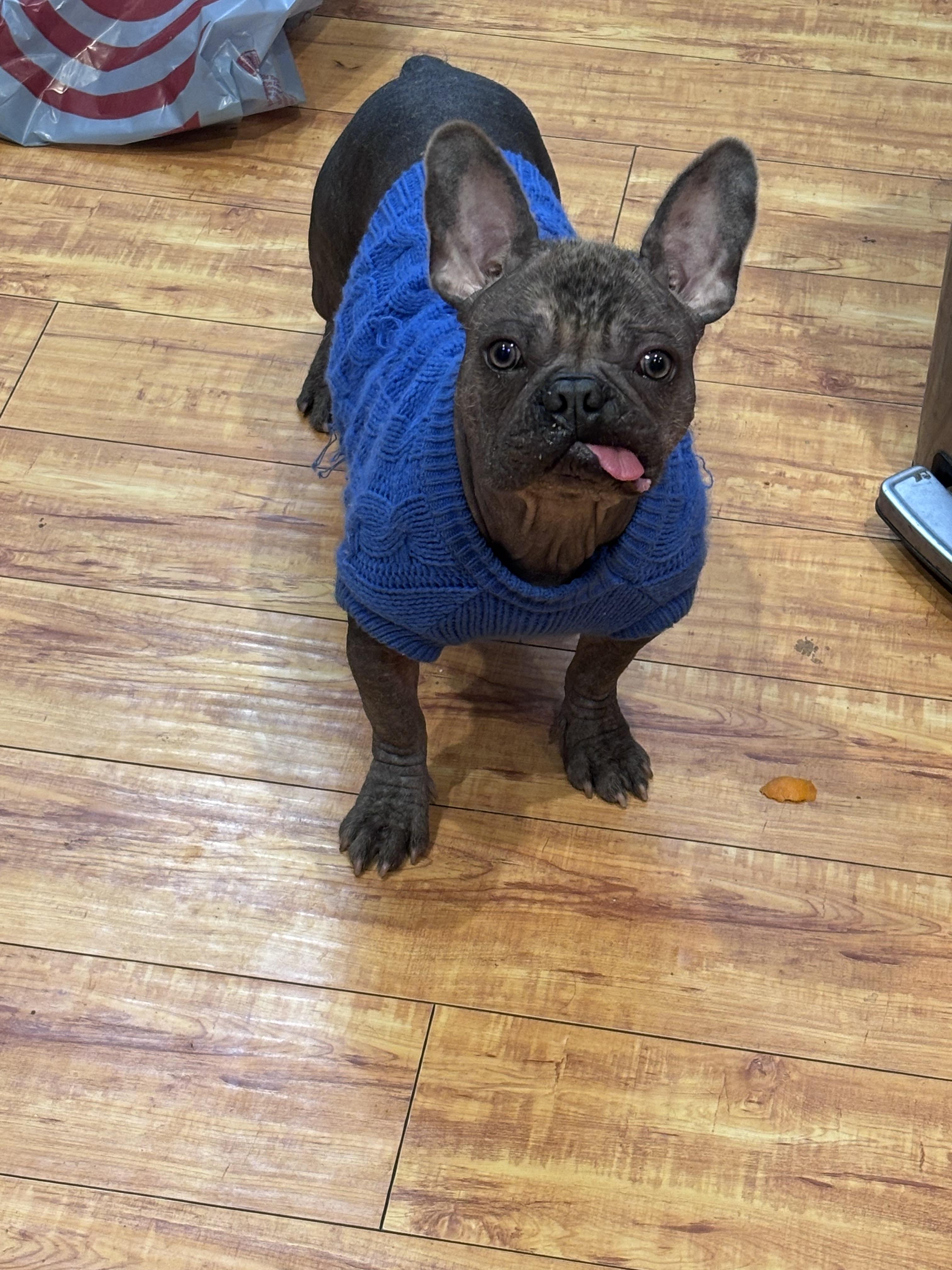 Enlarge Uno, a ADOPTABLE French Bulldog in Corona, CA image 1/2