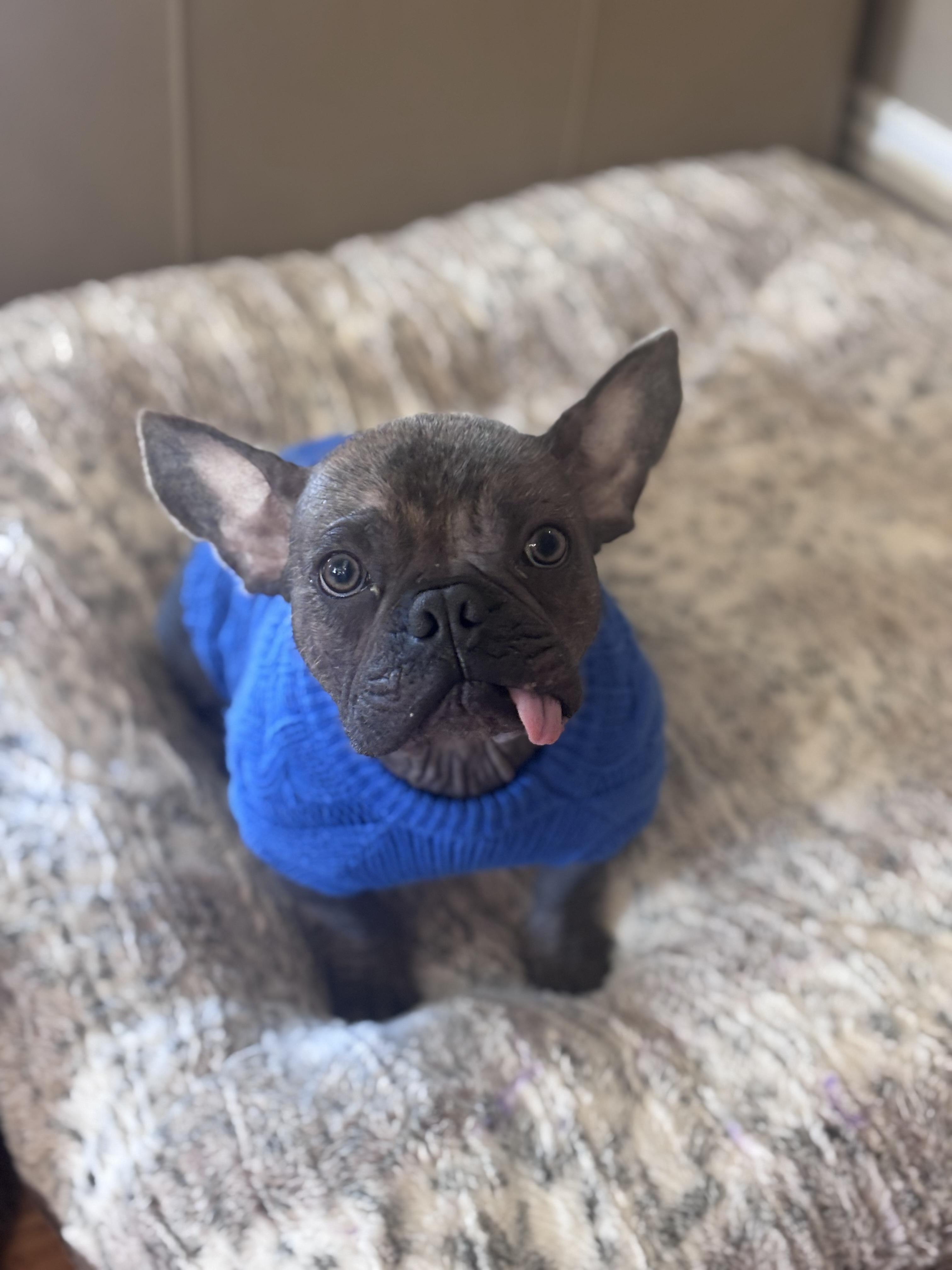 Enlarge Uno, a ADOPTABLE French Bulldog in Corona, CA image 2/2