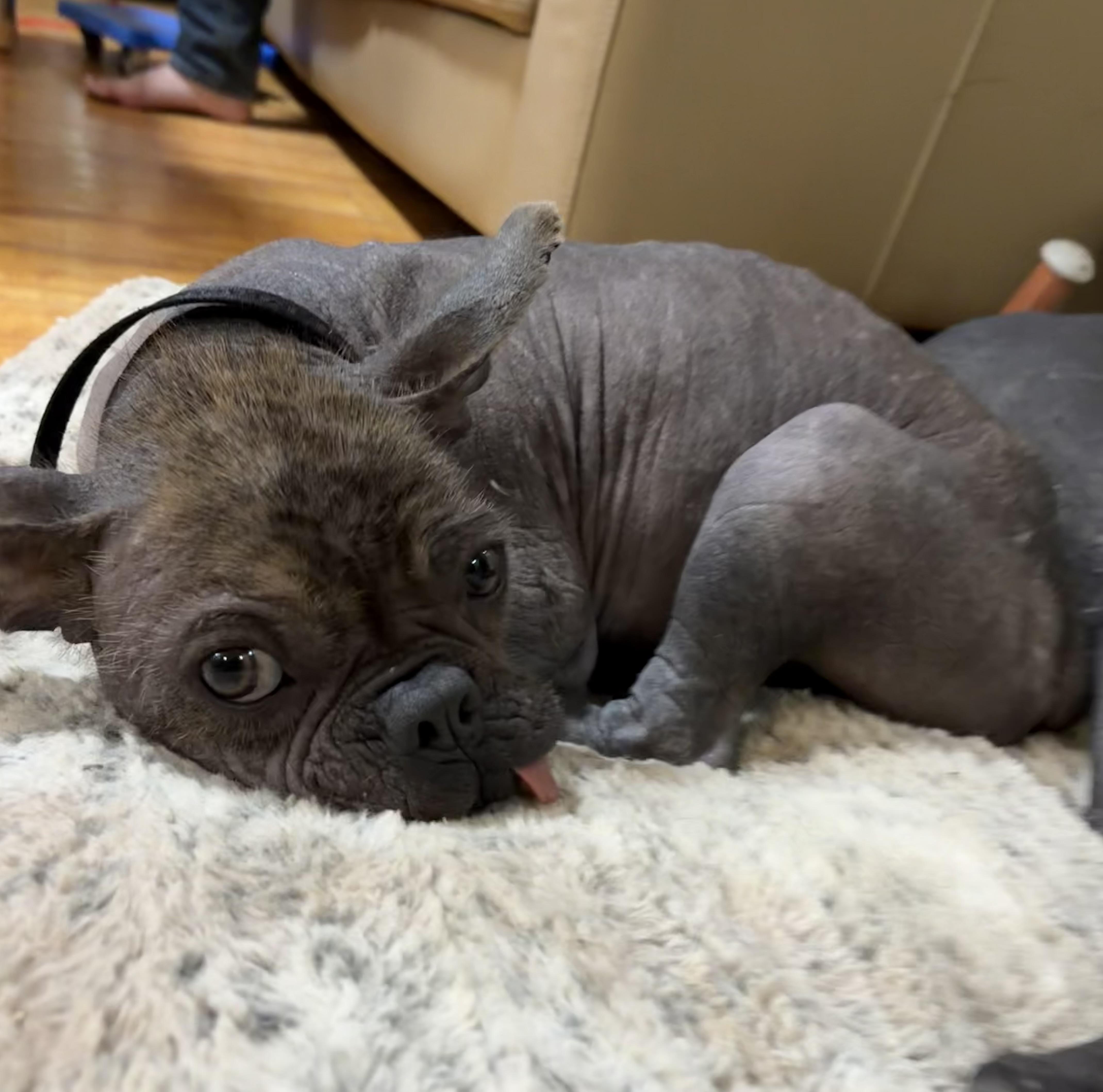 Uno, a ADOPTABLE mixed breed in Corona, CA image 3/4