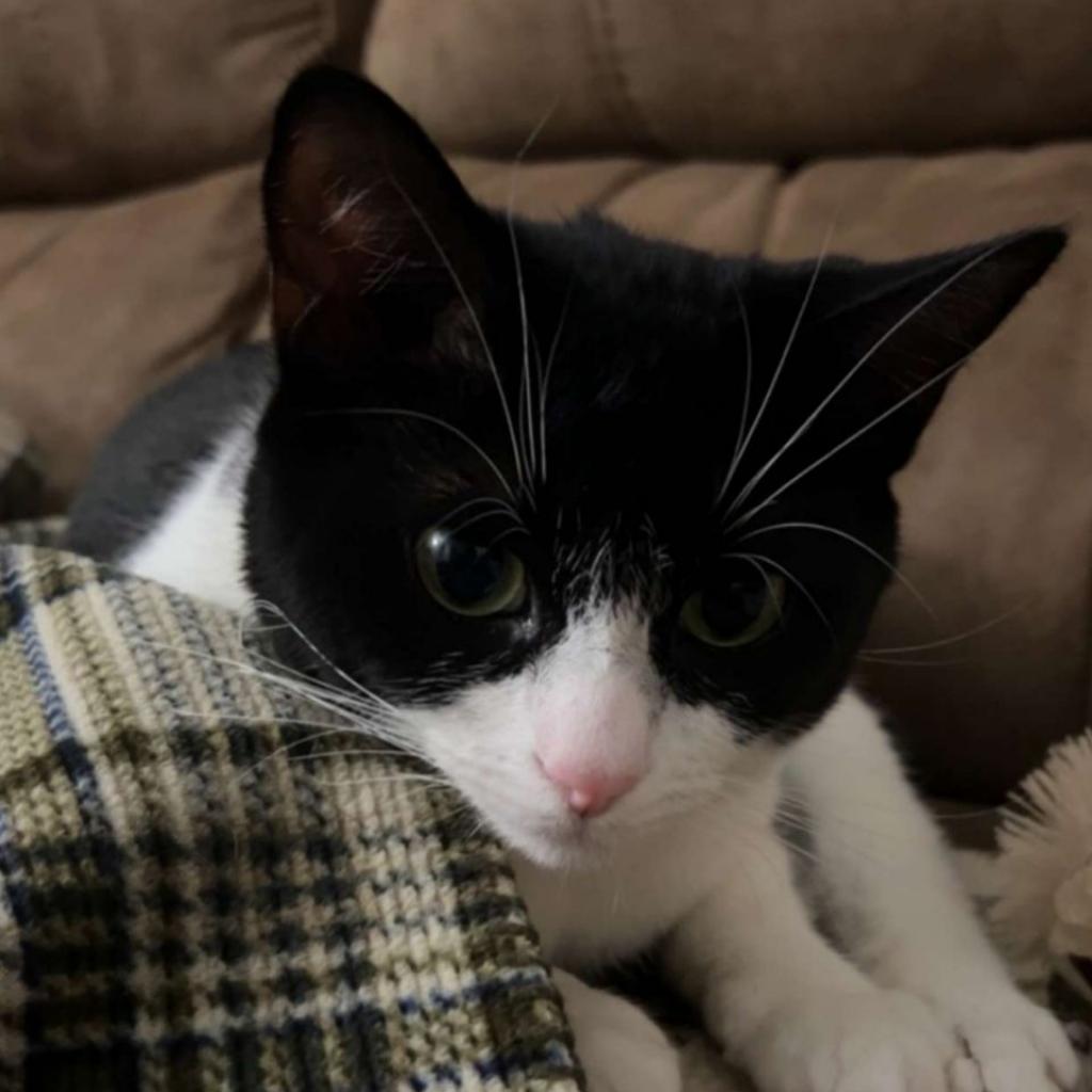 Enlarge Shiloh, a Adoptable Domestic Short Hair in Lindenwold, NJ image 1/6