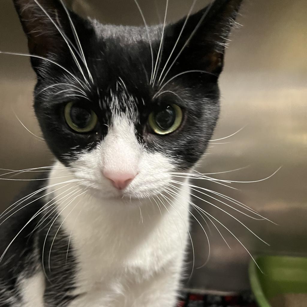 Enlarge Shiloh, a Adoptable Domestic Short Hair in Lindenwold, NJ image 2/6