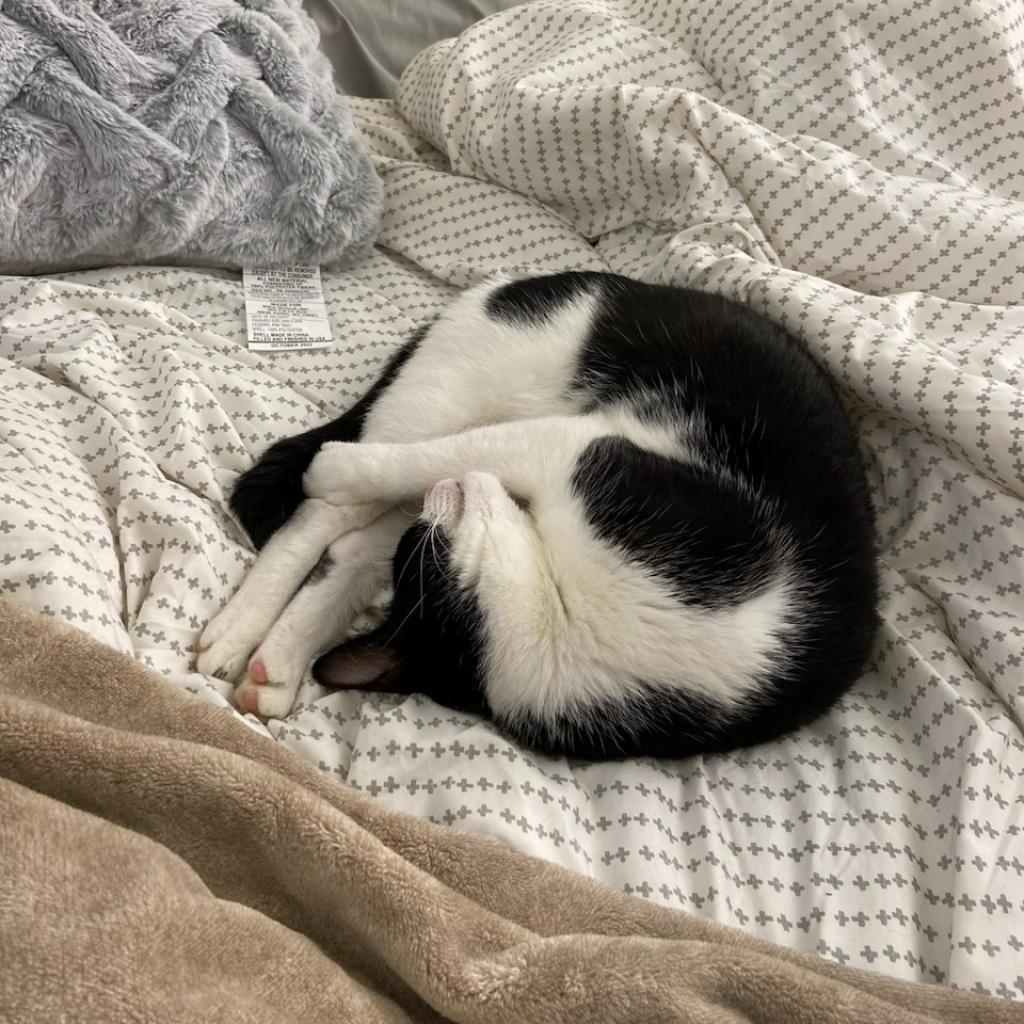 Shiloh — thumbnail 3