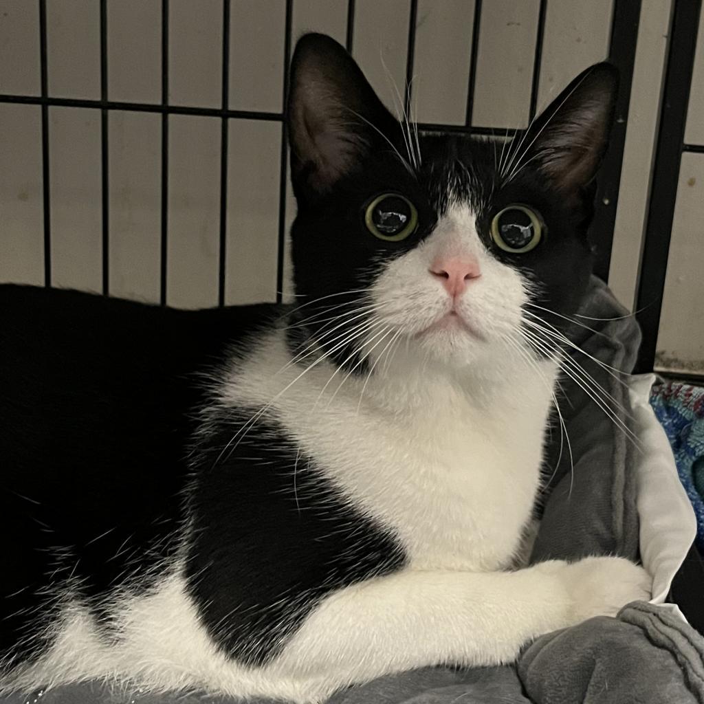 Enlarge Shiloh, a Adoptable Domestic Short Hair in Lindenwold, NJ image 4/6