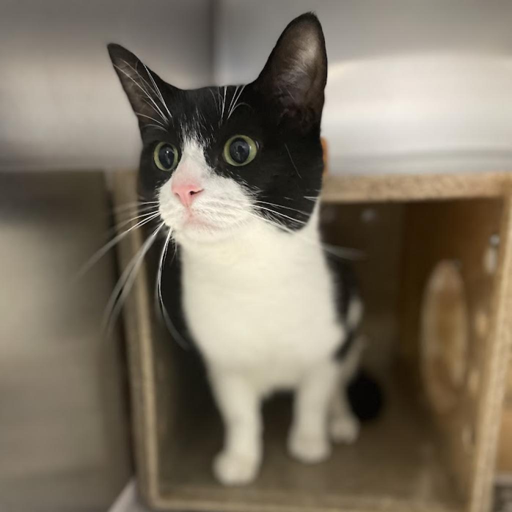 Shiloh — thumbnail 5