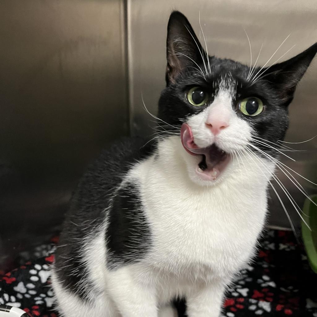 Enlarge Shiloh, a Adoptable Domestic Short Hair in Lindenwold, NJ image 5/6