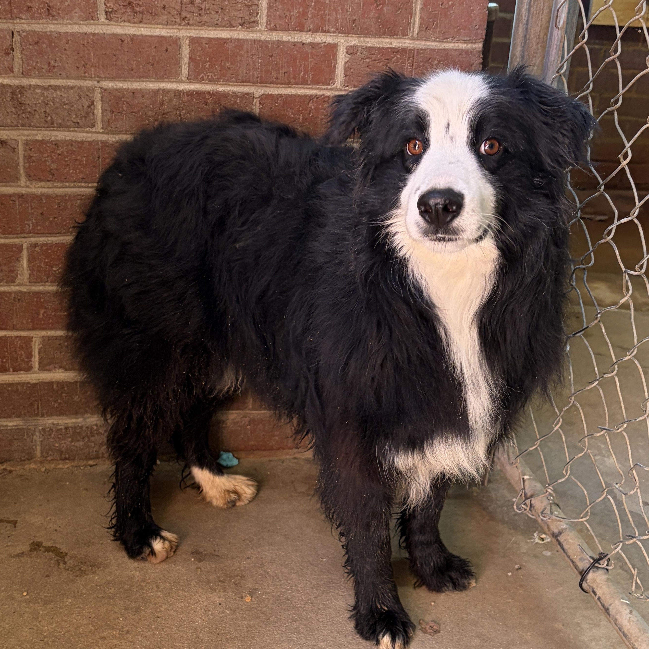 Trick, ADOPTABLE, Adult Male Border Collie & Australian Shepherd.