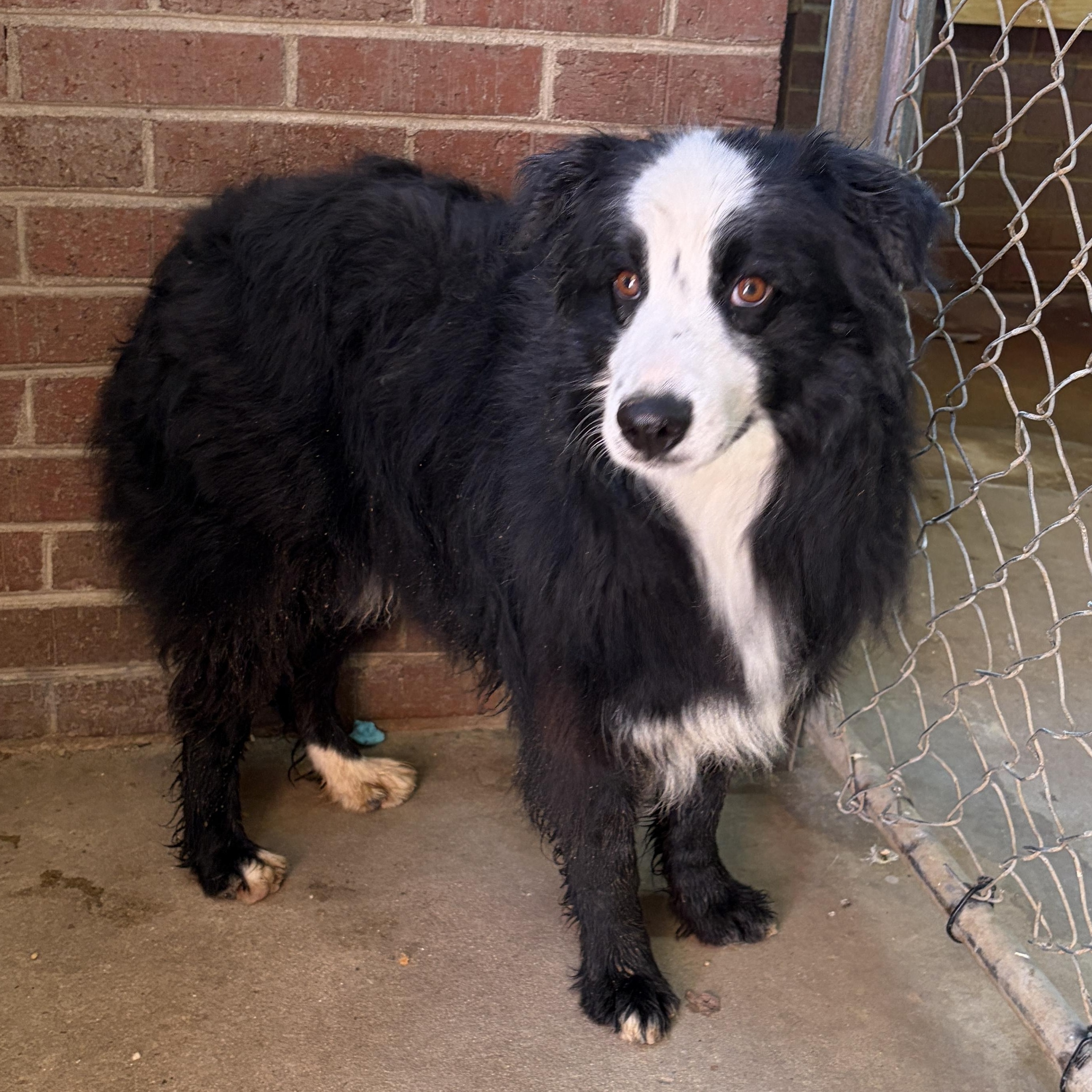 Enlarge Trick, a ADOPTABLE mixed breed in Lumberton, NC image 6/6