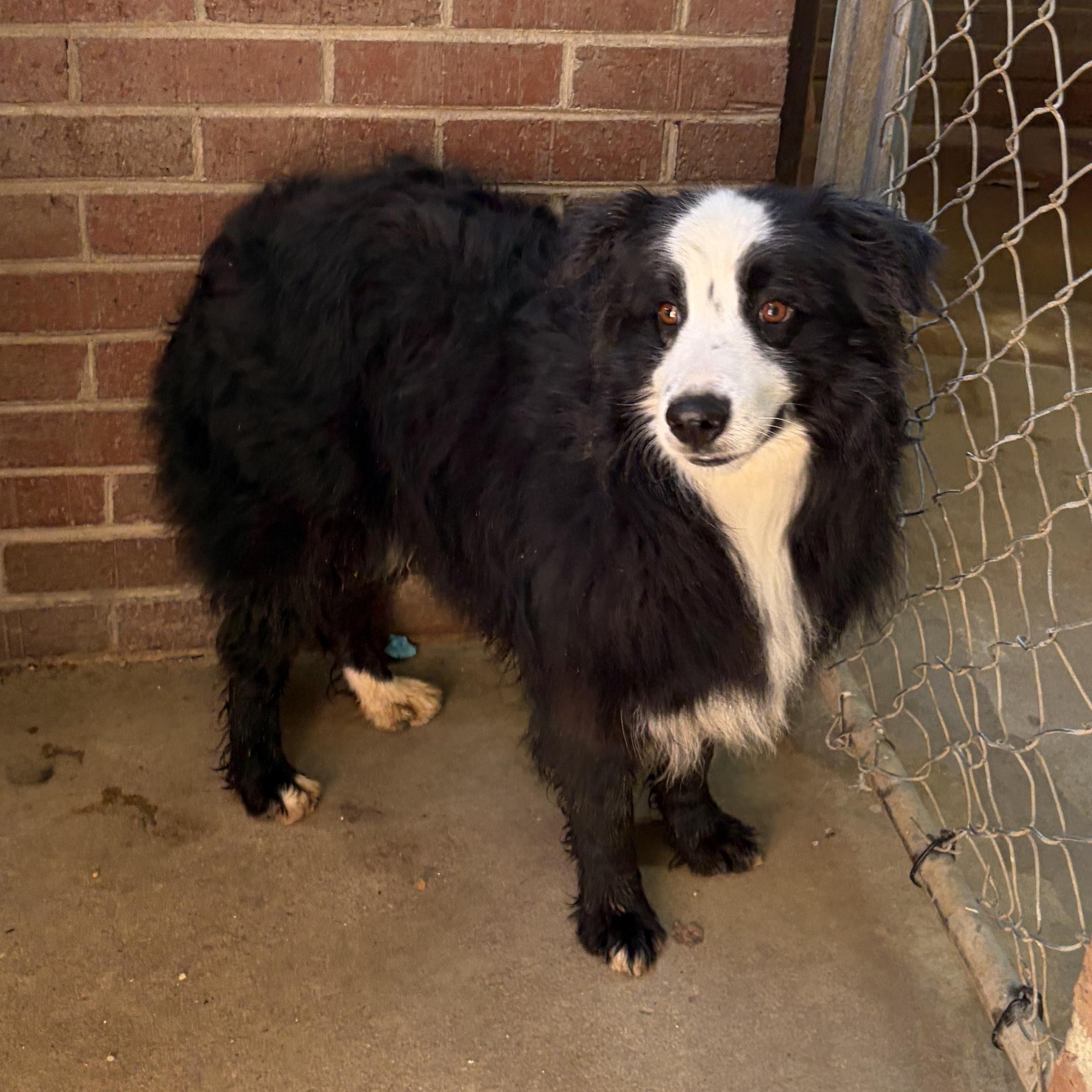Enlarge Trick, a ADOPTABLE mixed breed in Lumberton, NC image 2/6