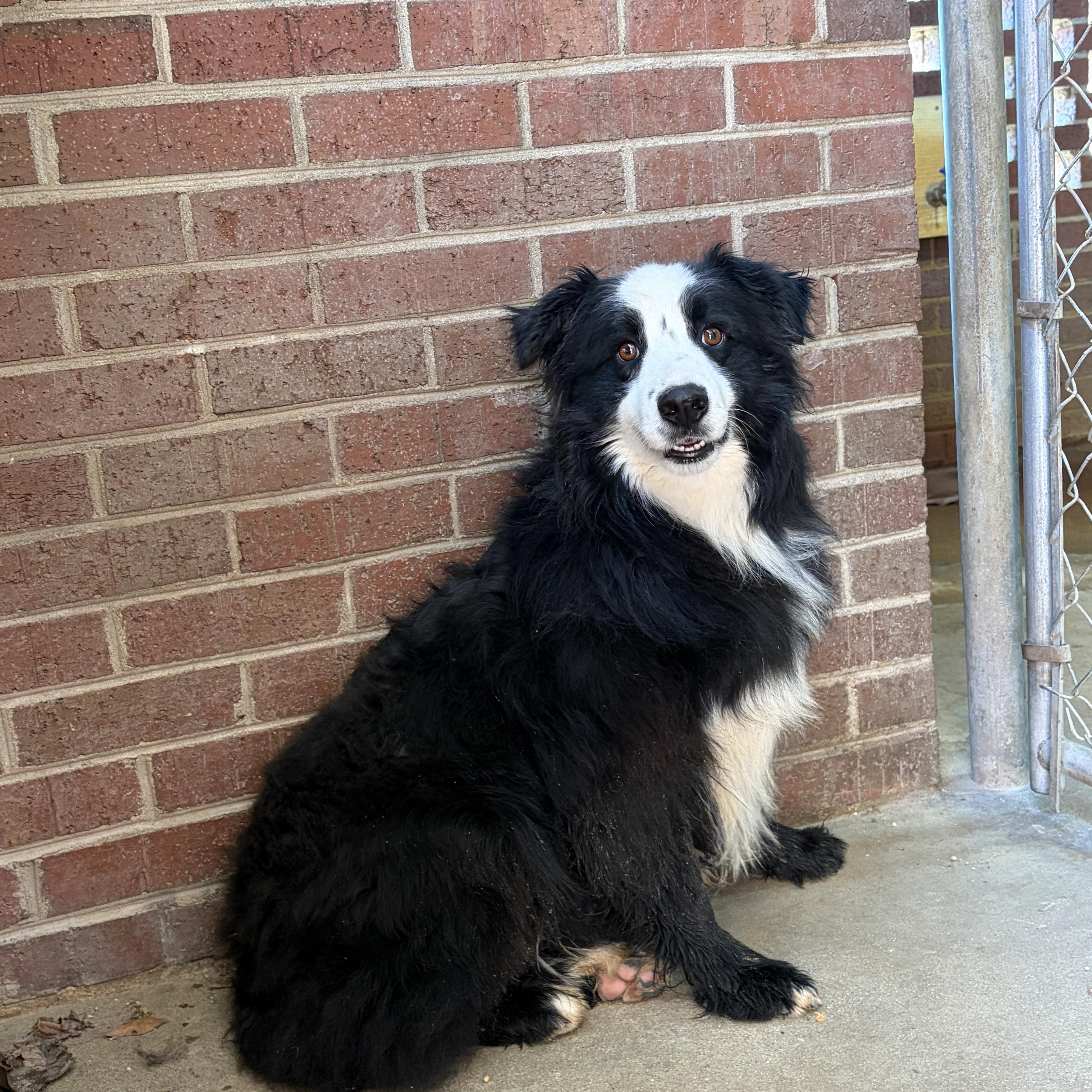 Enlarge Trick, a ADOPTABLE mixed breed in Lumberton, NC image 4/6