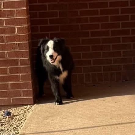 Trick, ADOPTABLE, Adult Male Border Collie & Australian Shepherd.