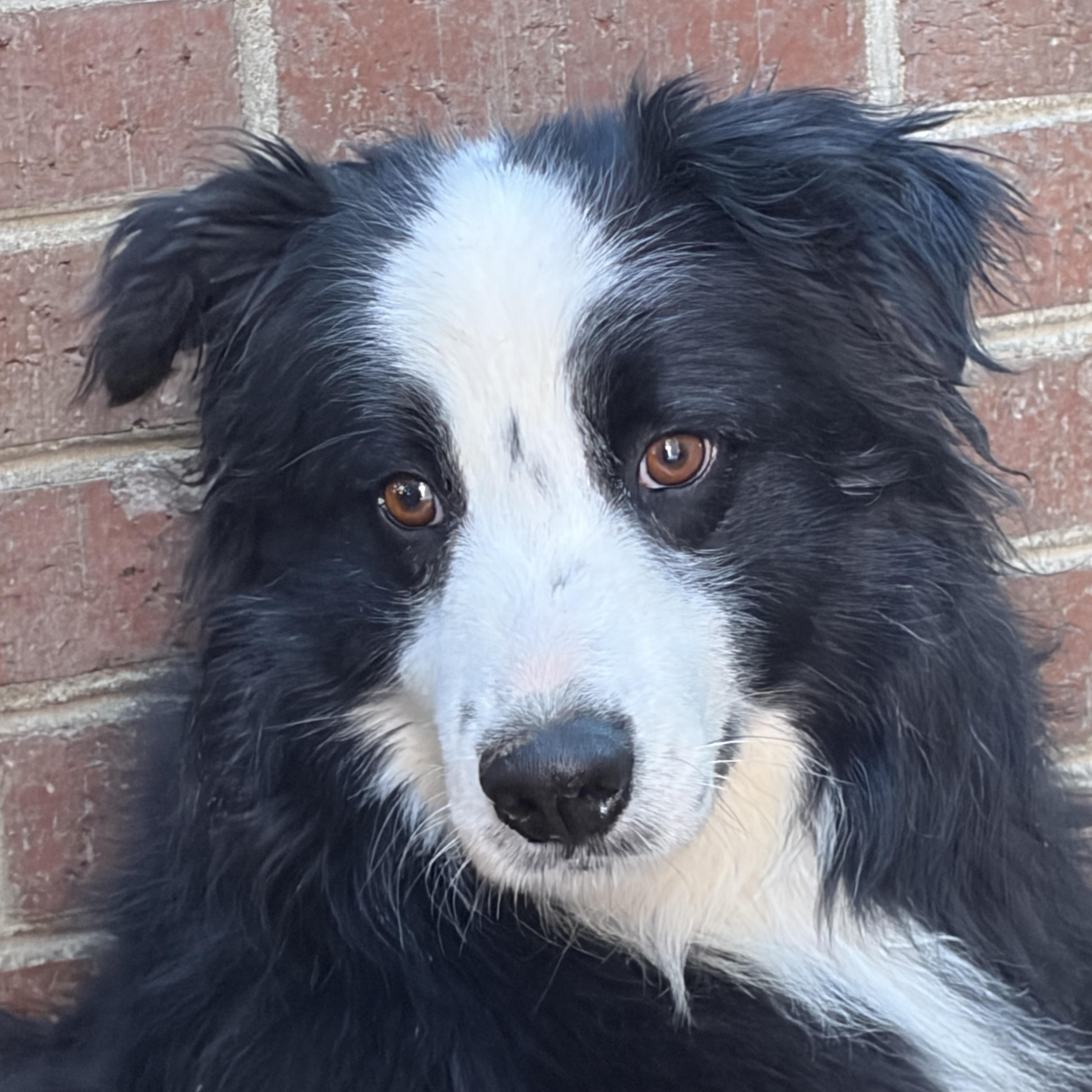 Enlarge Trick, a ADOPTABLE mixed breed in Lumberton, NC image 3/6
