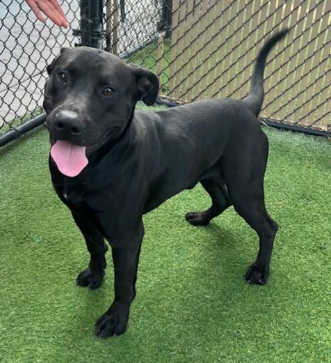 JET, Adoptable, Young Male Pit Bull Terrier & Labrador Retriever.