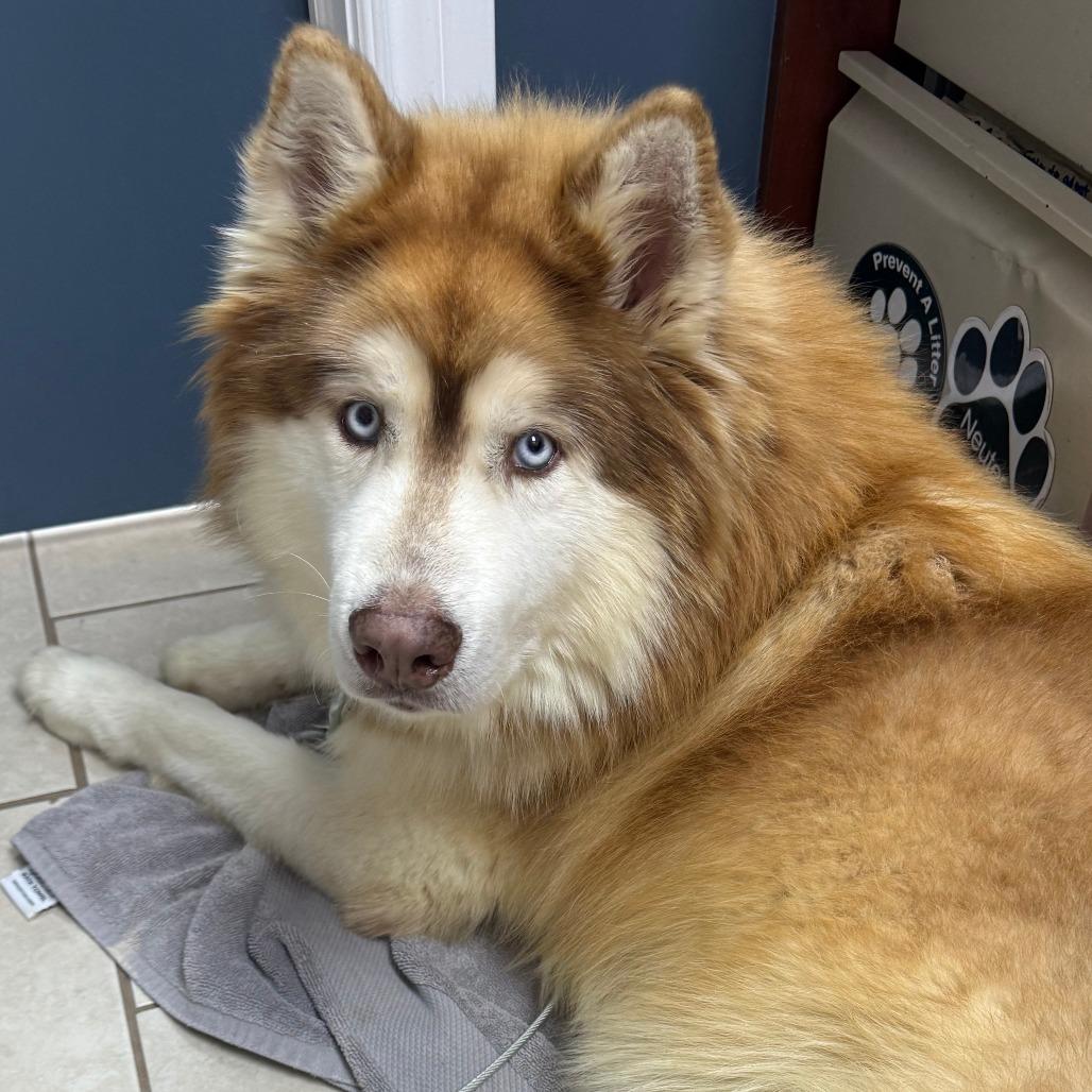 Hachi, adopted, Adult Male Husky & Alaskan Malamute.