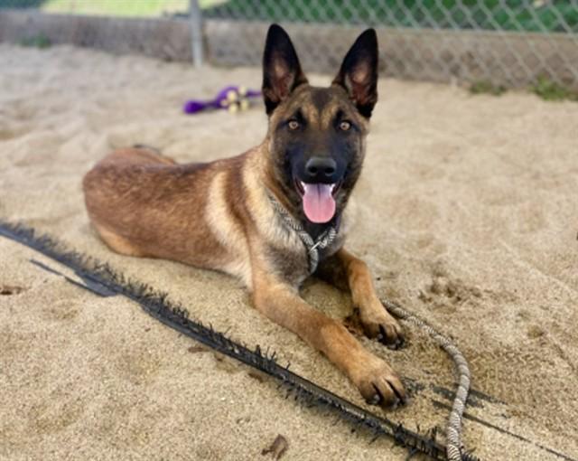 KATIE, Adoptable, Young Female Belgian Shepherd / Malinois.