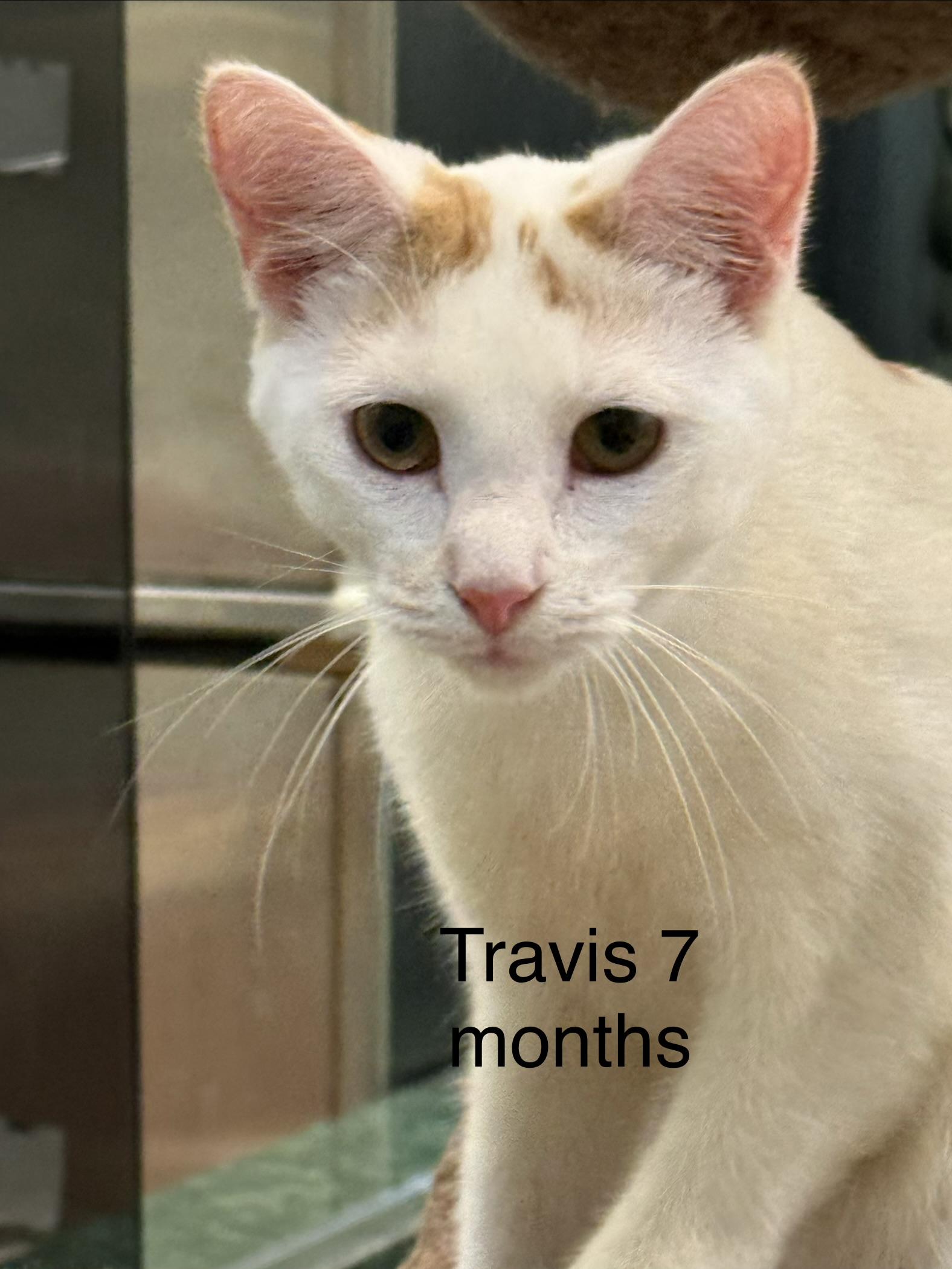 Enlarge Travis, a ADOPTABLE Domestic Short Hair in Plymouth, MA image 1/1