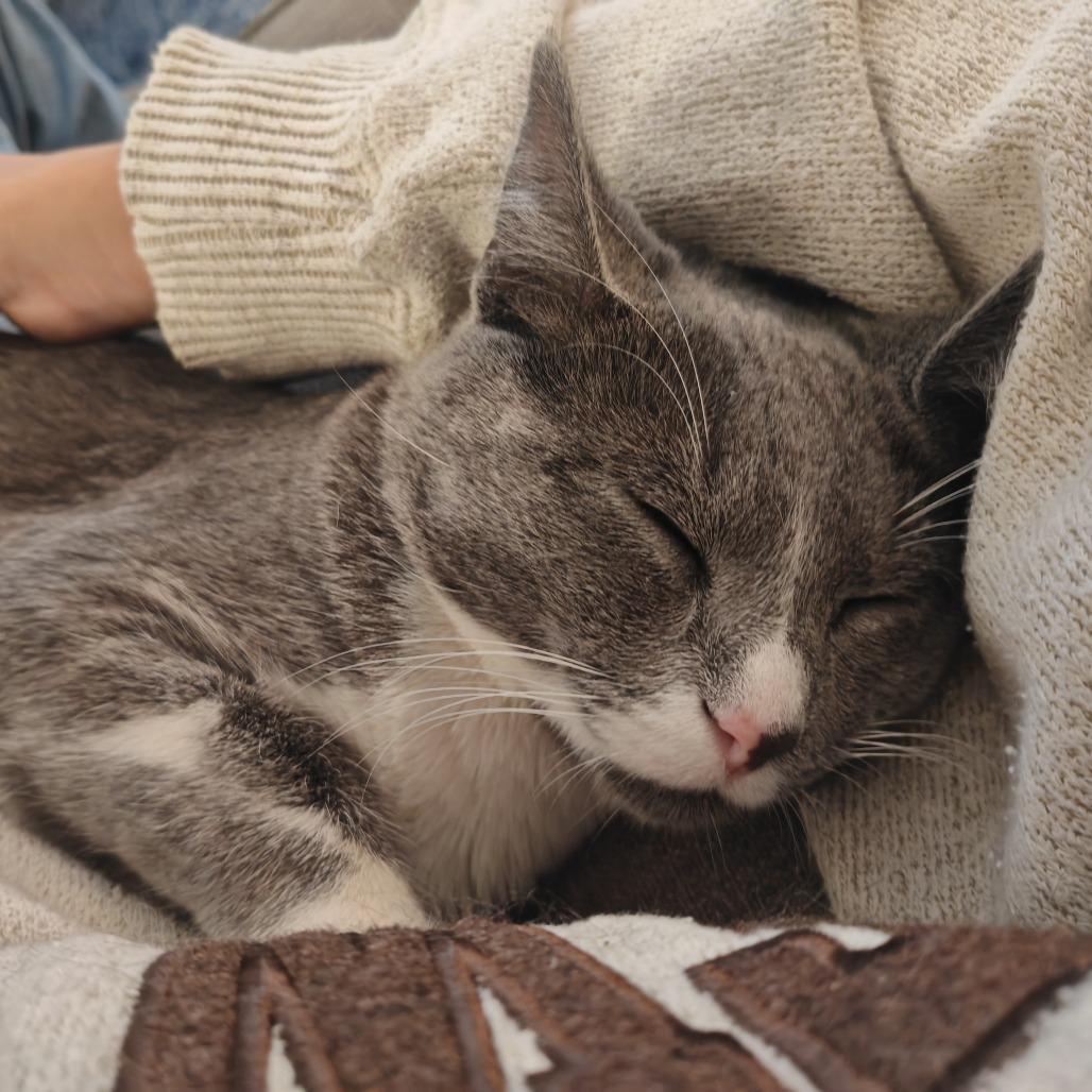 Enlarge McCall, a Adoptable Domestic Short Hair in Evanston, IL image 1/3