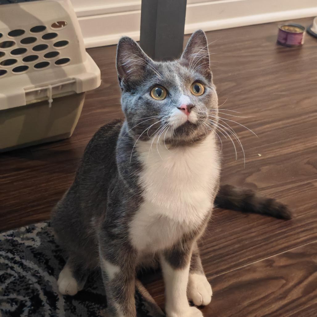 Enlarge McCall, a Adoptable Domestic Short Hair in Evanston, IL image 2/3