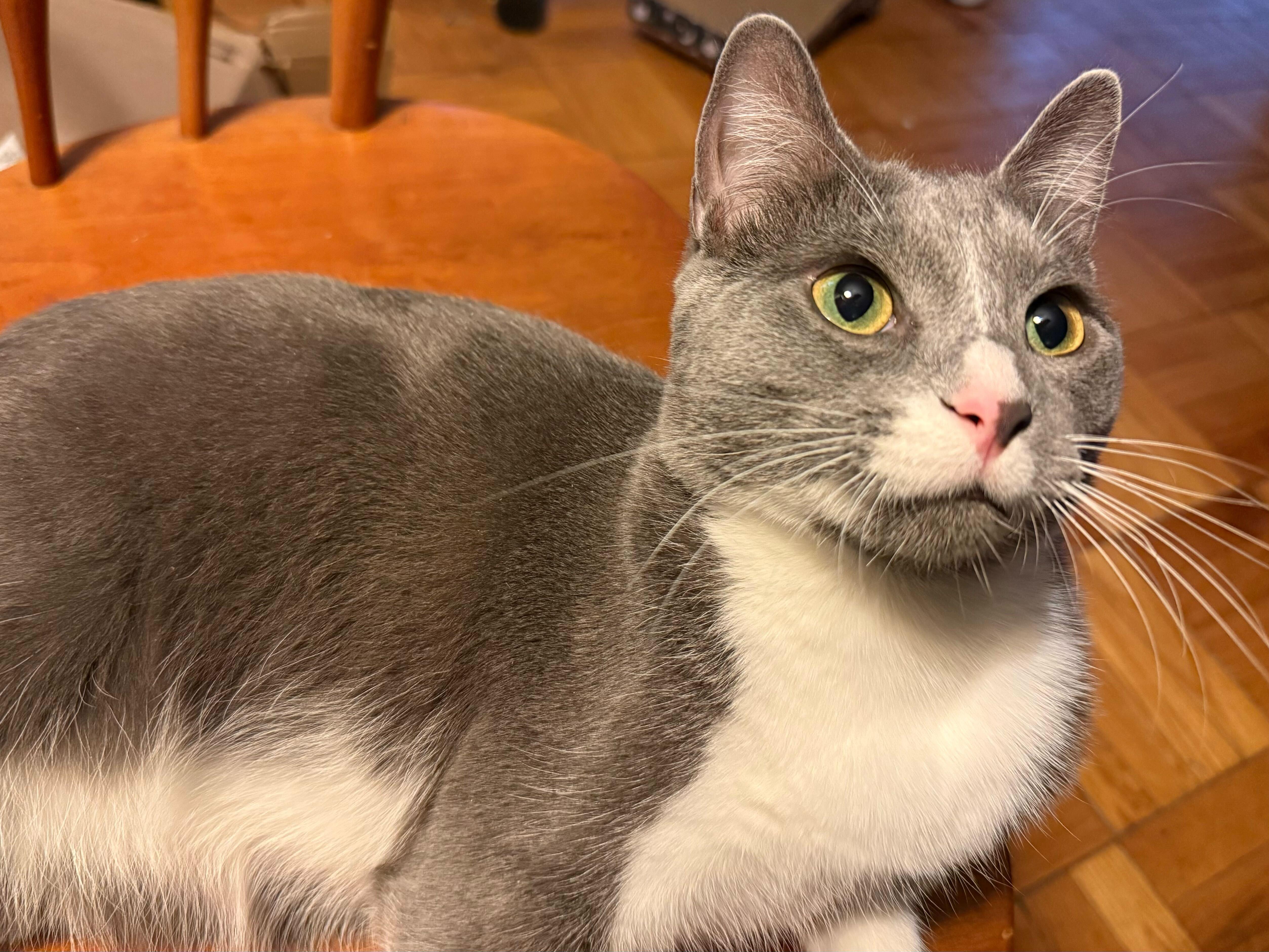 McCall, Adoptable, Kitten Male Domestic Short Hair.