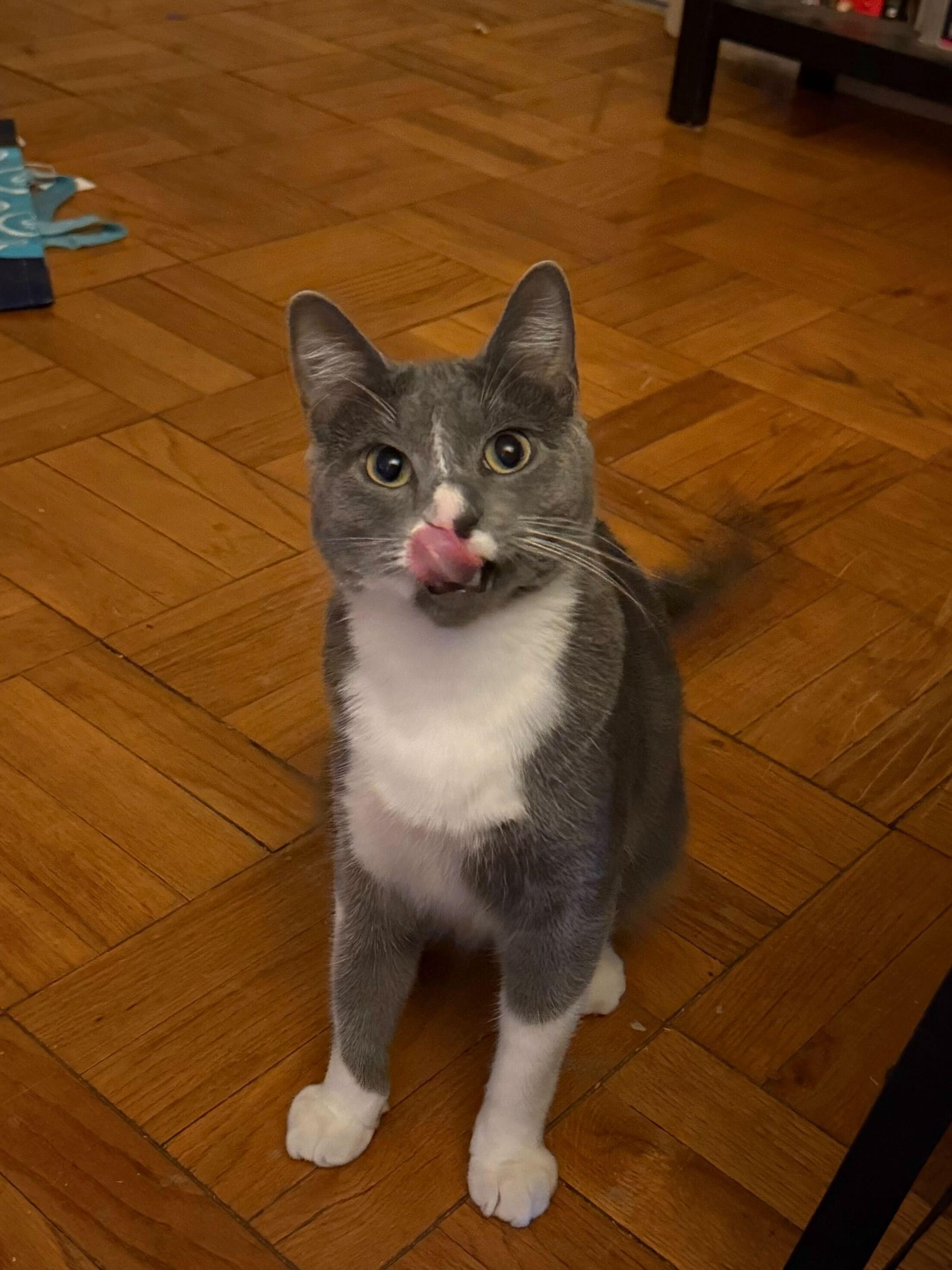 Enlarge McCall, a Adoptable Domestic Short Hair in Evanston, IL image 5/5