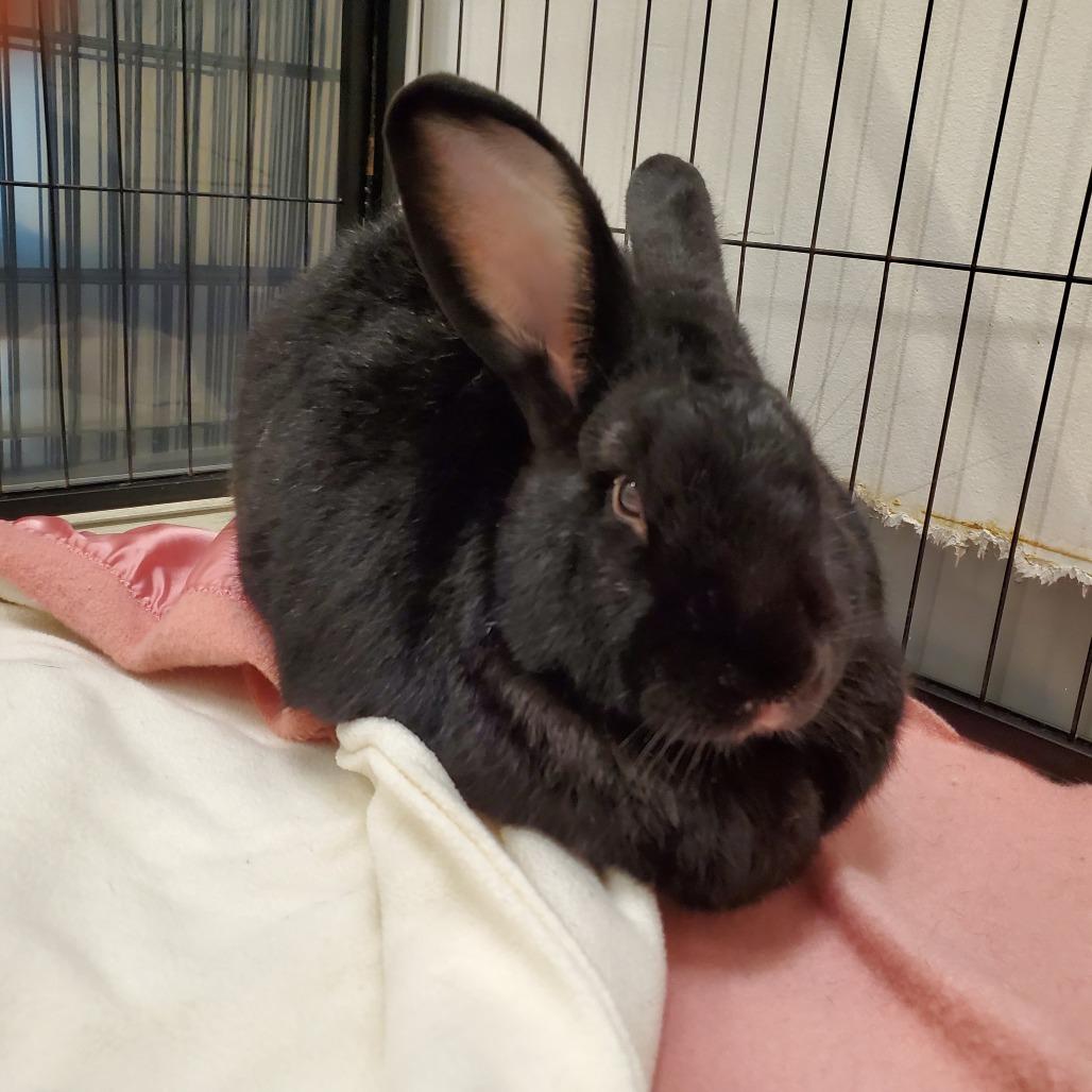 Binny, Adoptable, Adult Male New Zealand.