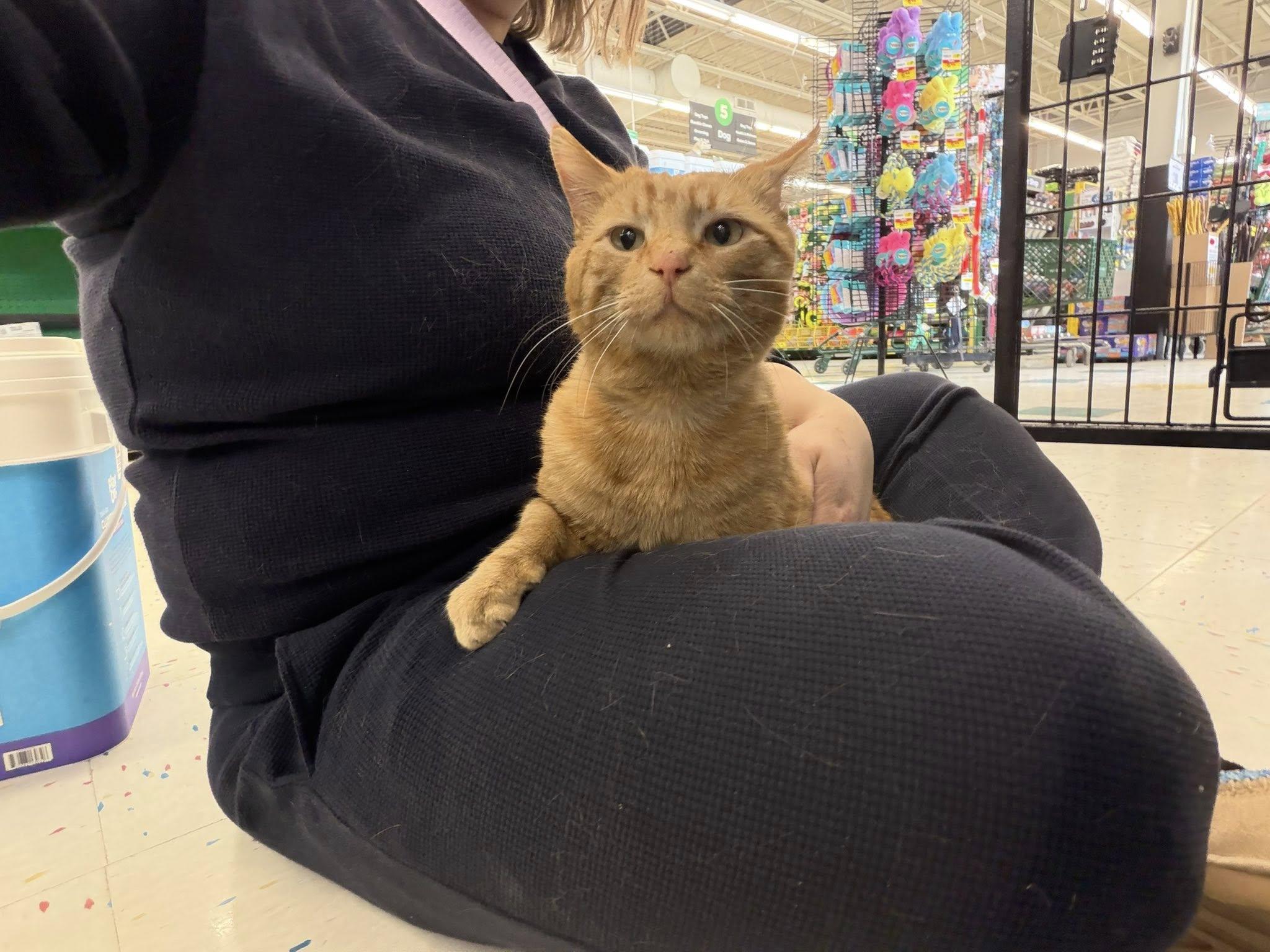 Enlarge McKai, an adopted Domestic Short Hair in Cleveland, OH image 3/4