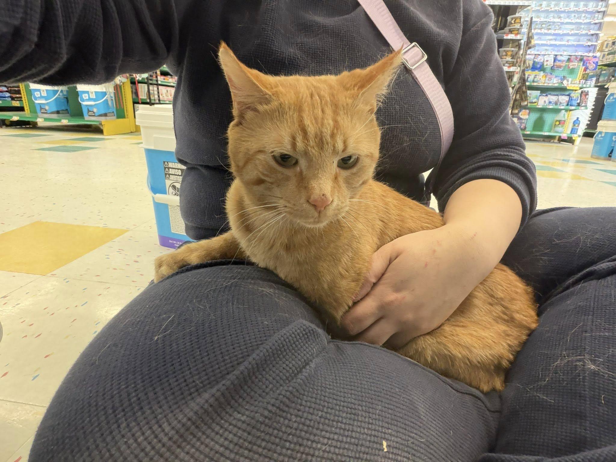 Enlarge McKai, an adopted Domestic Short Hair in Cleveland, OH image 2/4