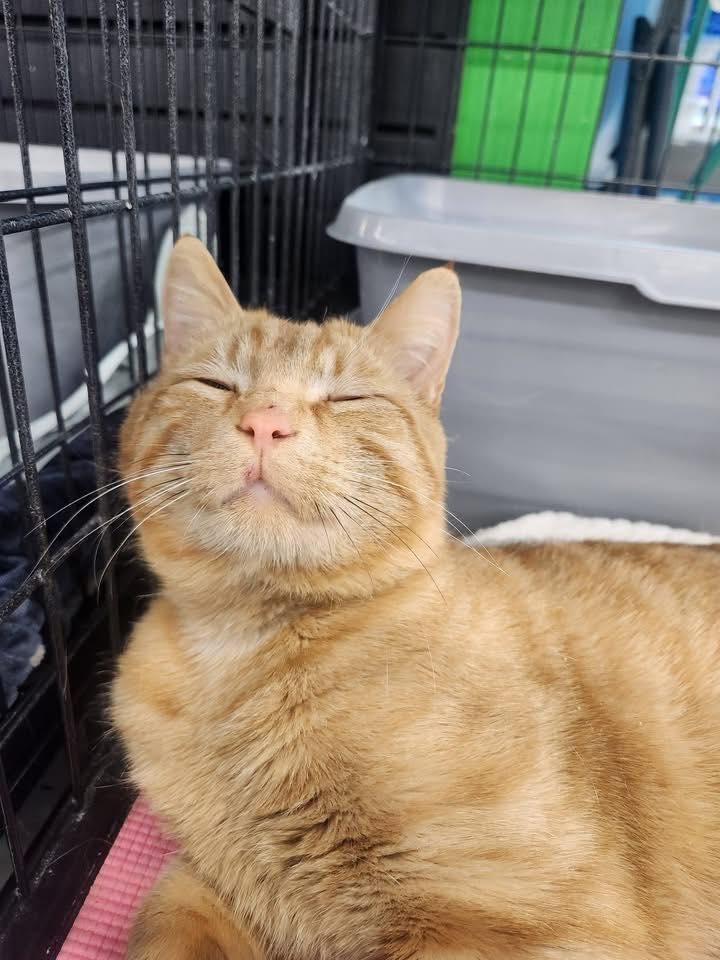 Enlarge McKai, an adopted Domestic Short Hair in Cleveland, OH image 1/4