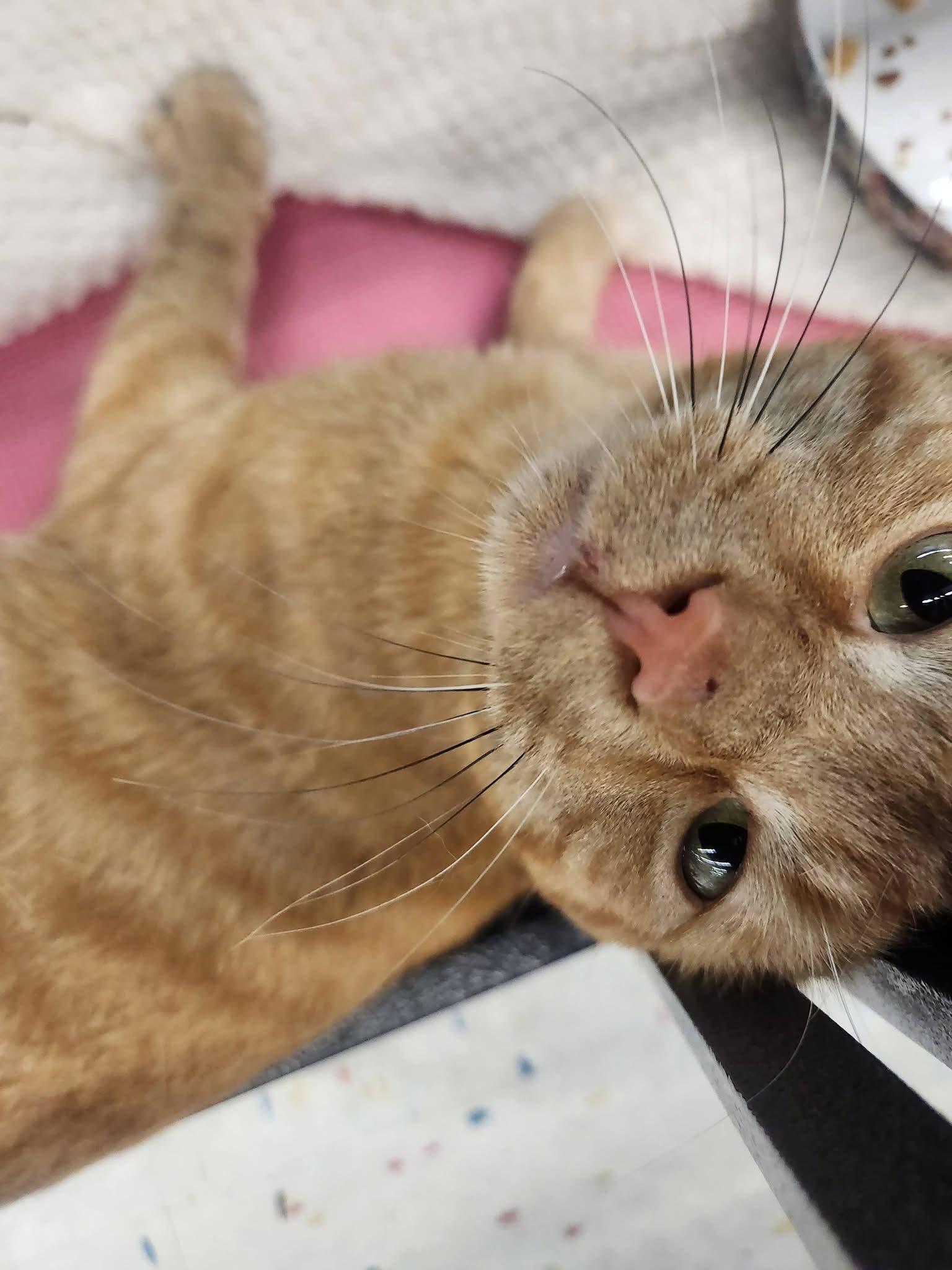 Enlarge McKai, an adopted Domestic Short Hair in Cleveland, OH image 4/4