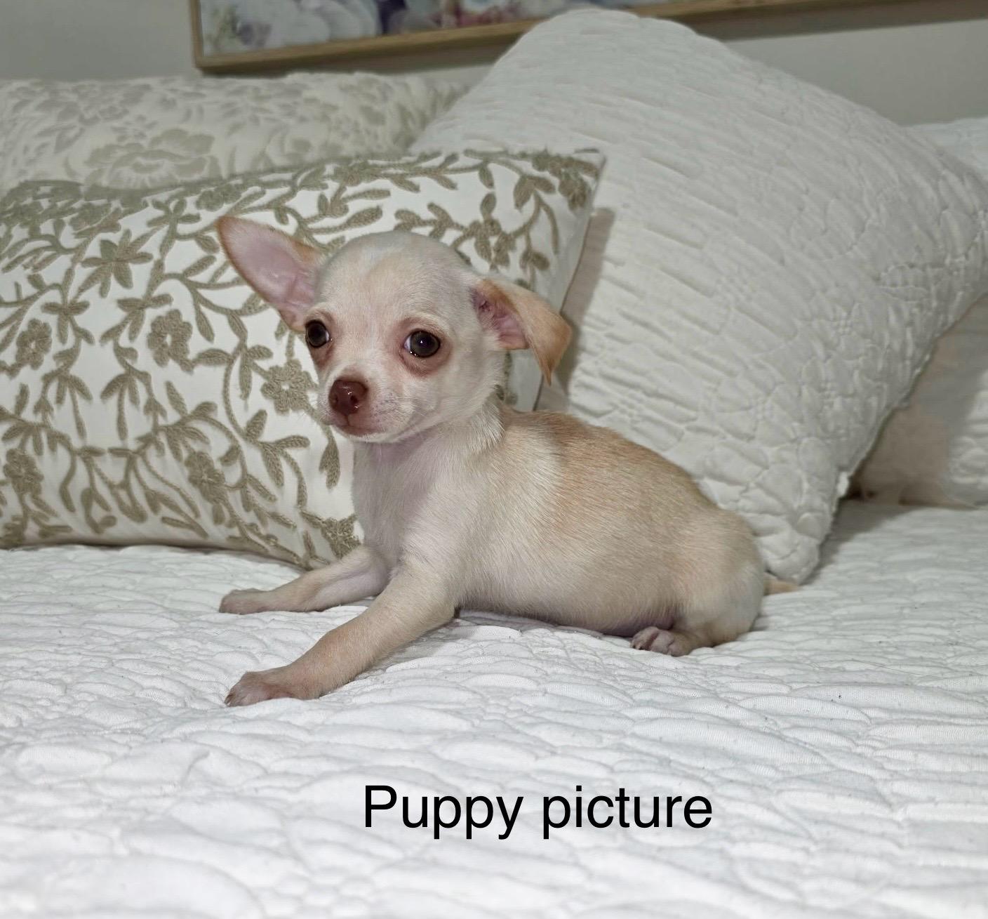 Harmony , an adopted Chihuahua in Richmond , MI image 3/4