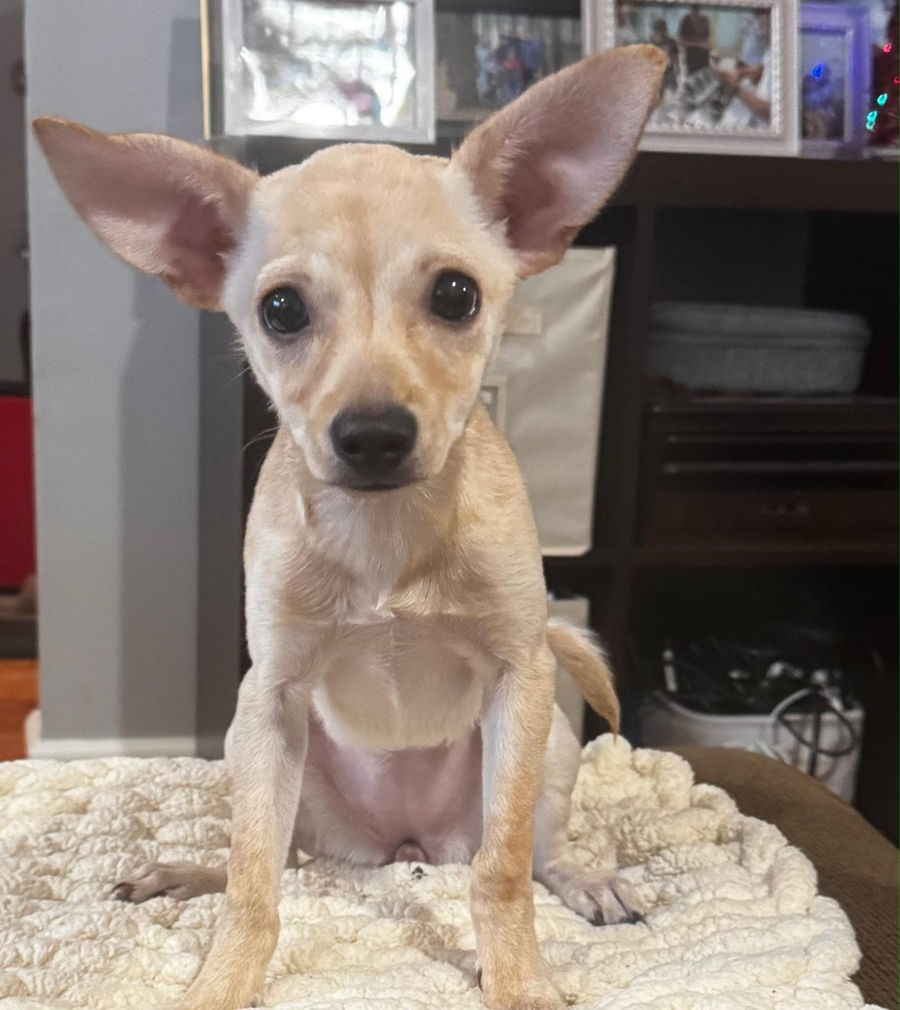 Harmony , an adopted Chihuahua in Richmond , MI image 1/4