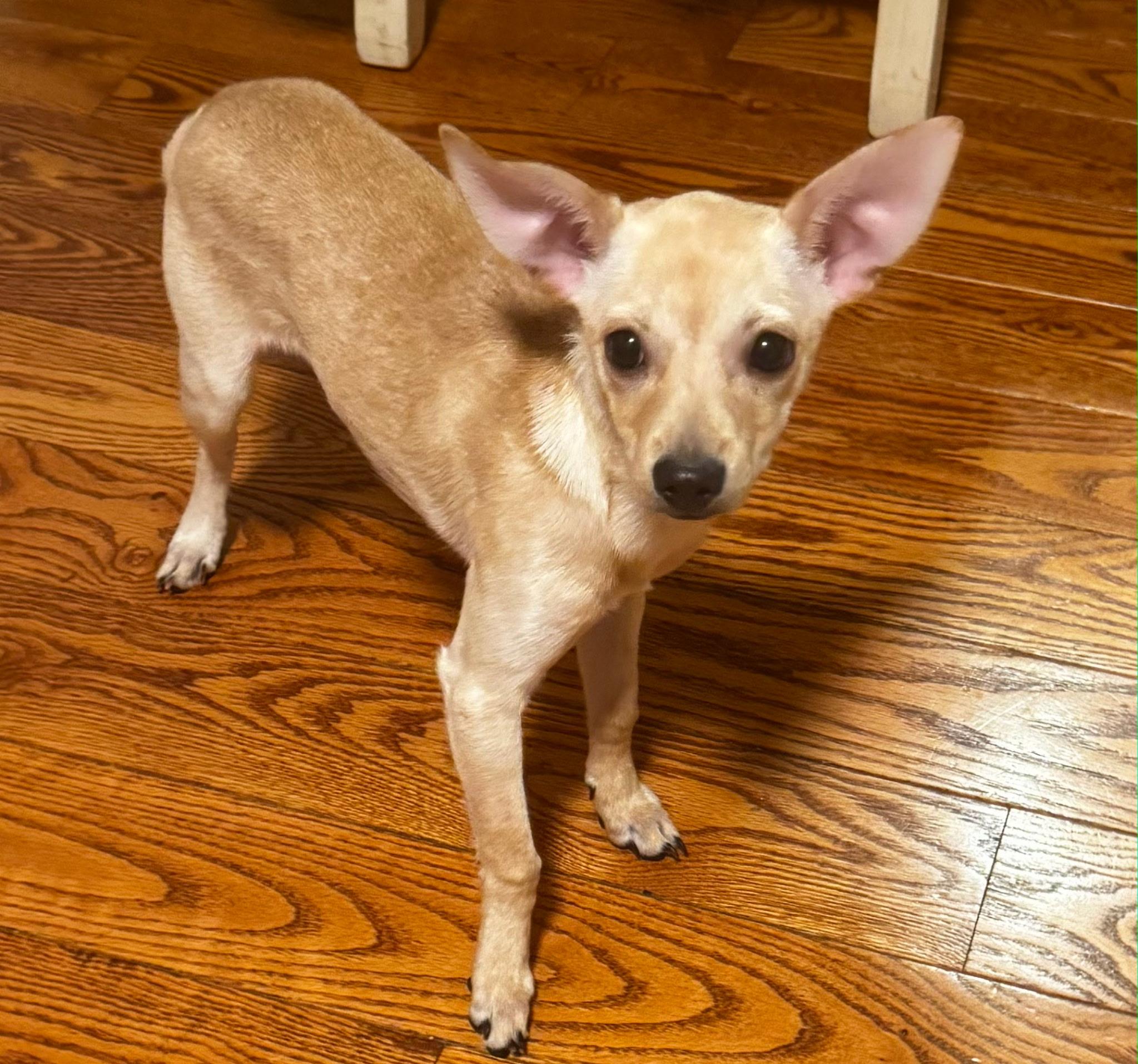 Harmony , an adopted Chihuahua in Richmond , MI image 4/4