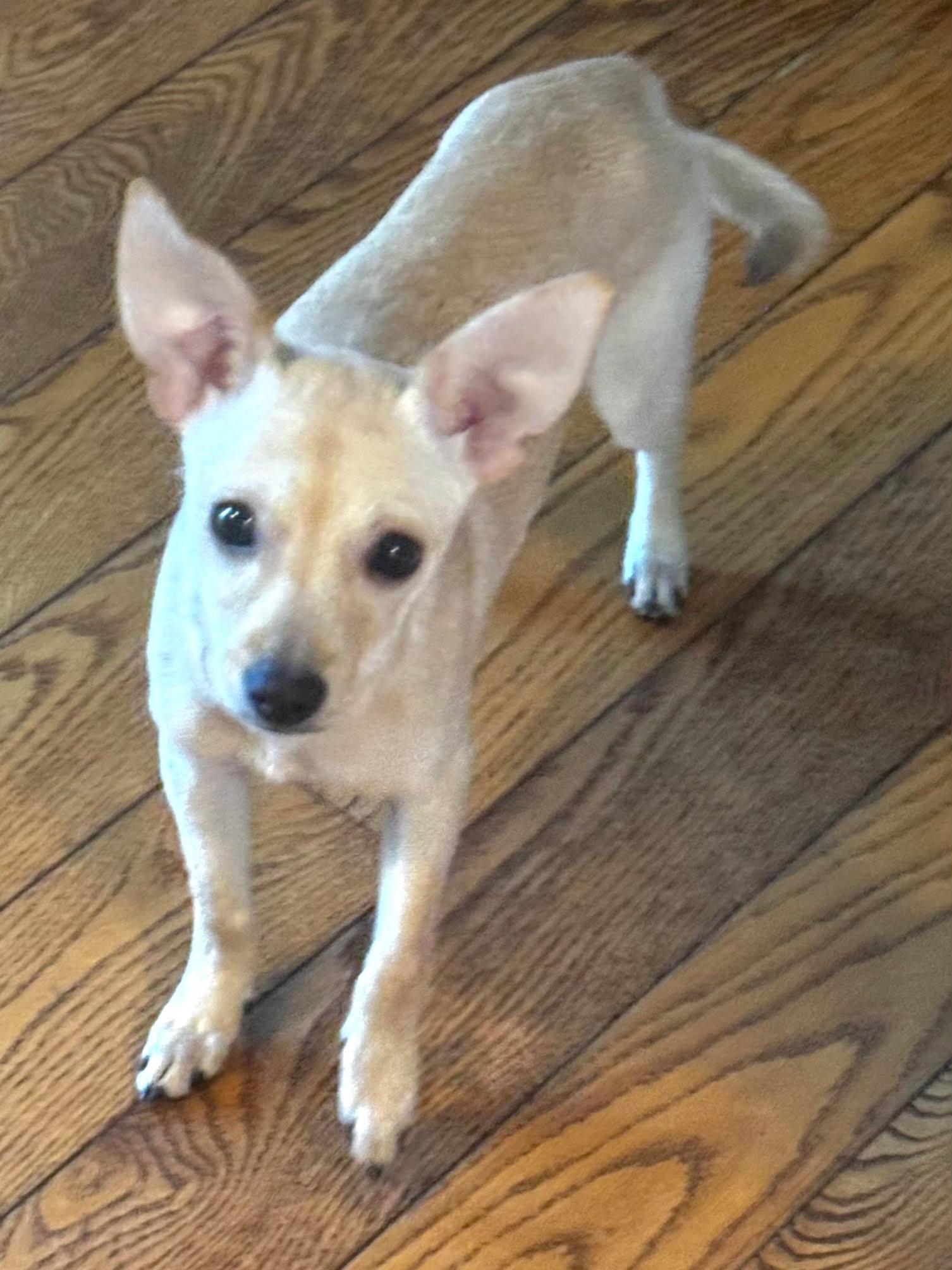 Harmony , an adopted Chihuahua in Richmond , MI image 2/4